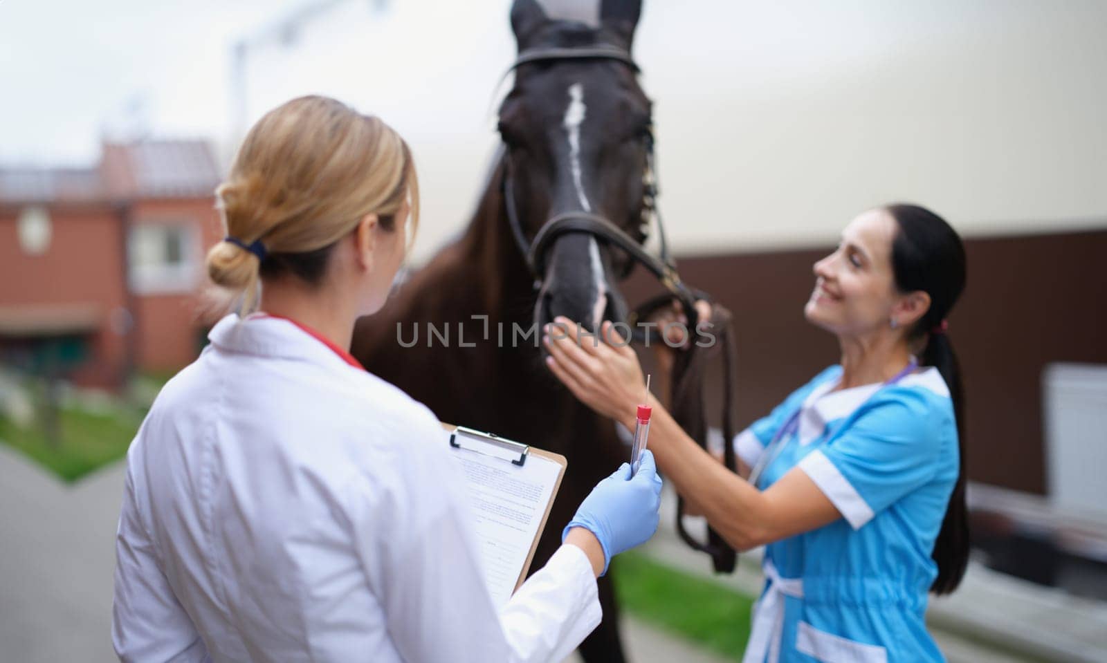 Two veterinarians conduct medical examination of thoroughbred horse by kuprevich