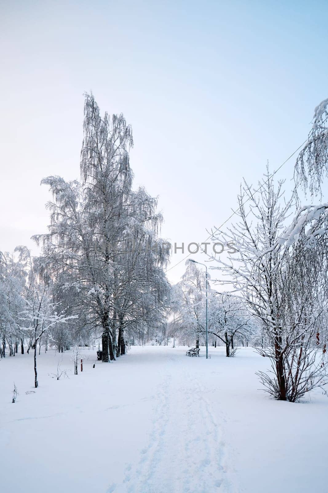 Winter landscape with trees covered with hoarfrost in the park. Park on an early winter morning