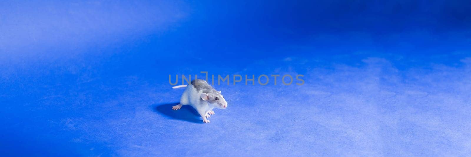 white gray rat close-up isolated on blue background, rat as symbol for new year. web banner.Experiments on rodents in the laboratory.Dumbo eared Russian blue blazed doe domestic fancy pet rat by YuliaYaspe1979