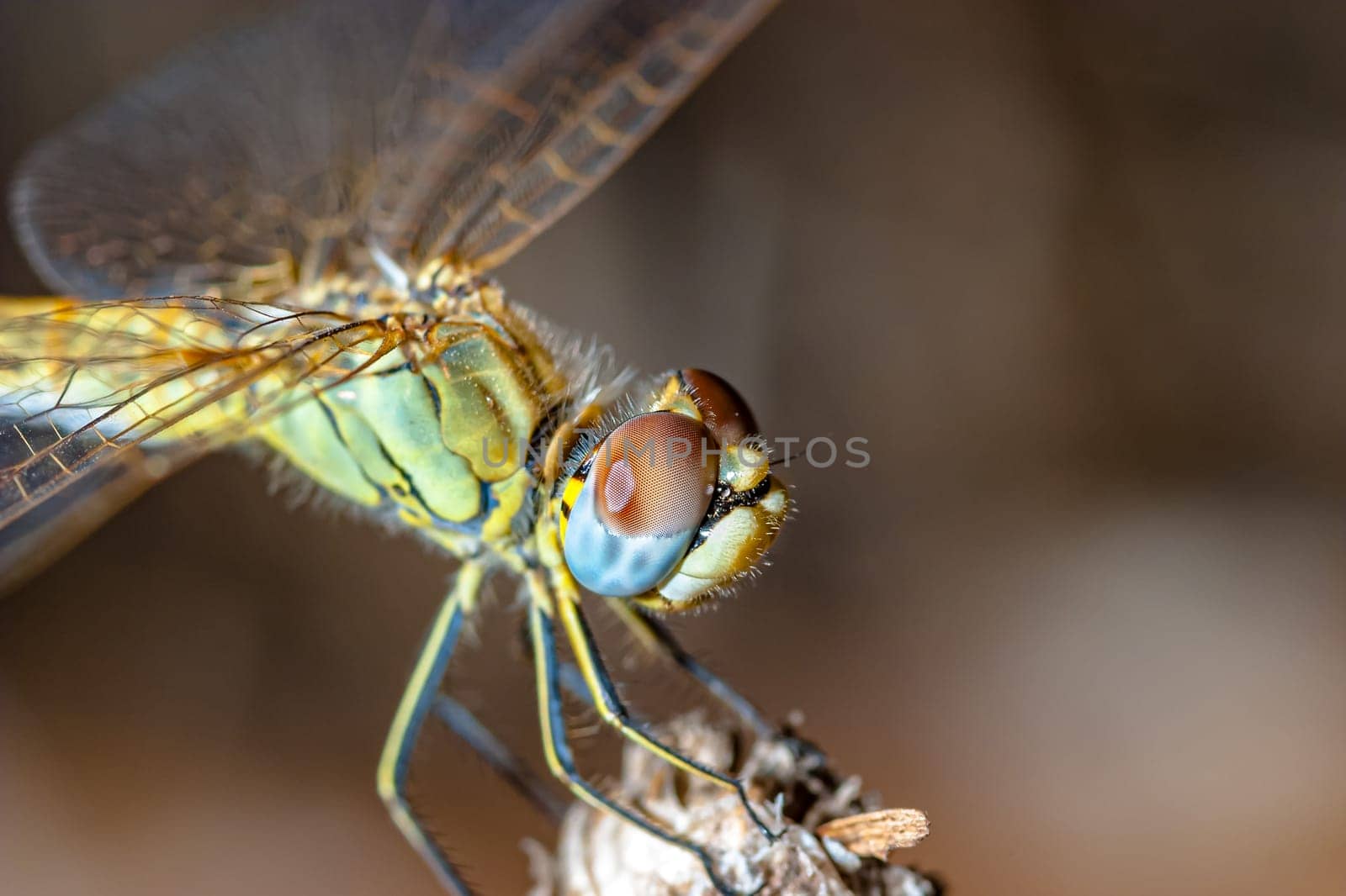 Image of a dragonfly ( sympetrum sp ) accomplished like photo of approximation.