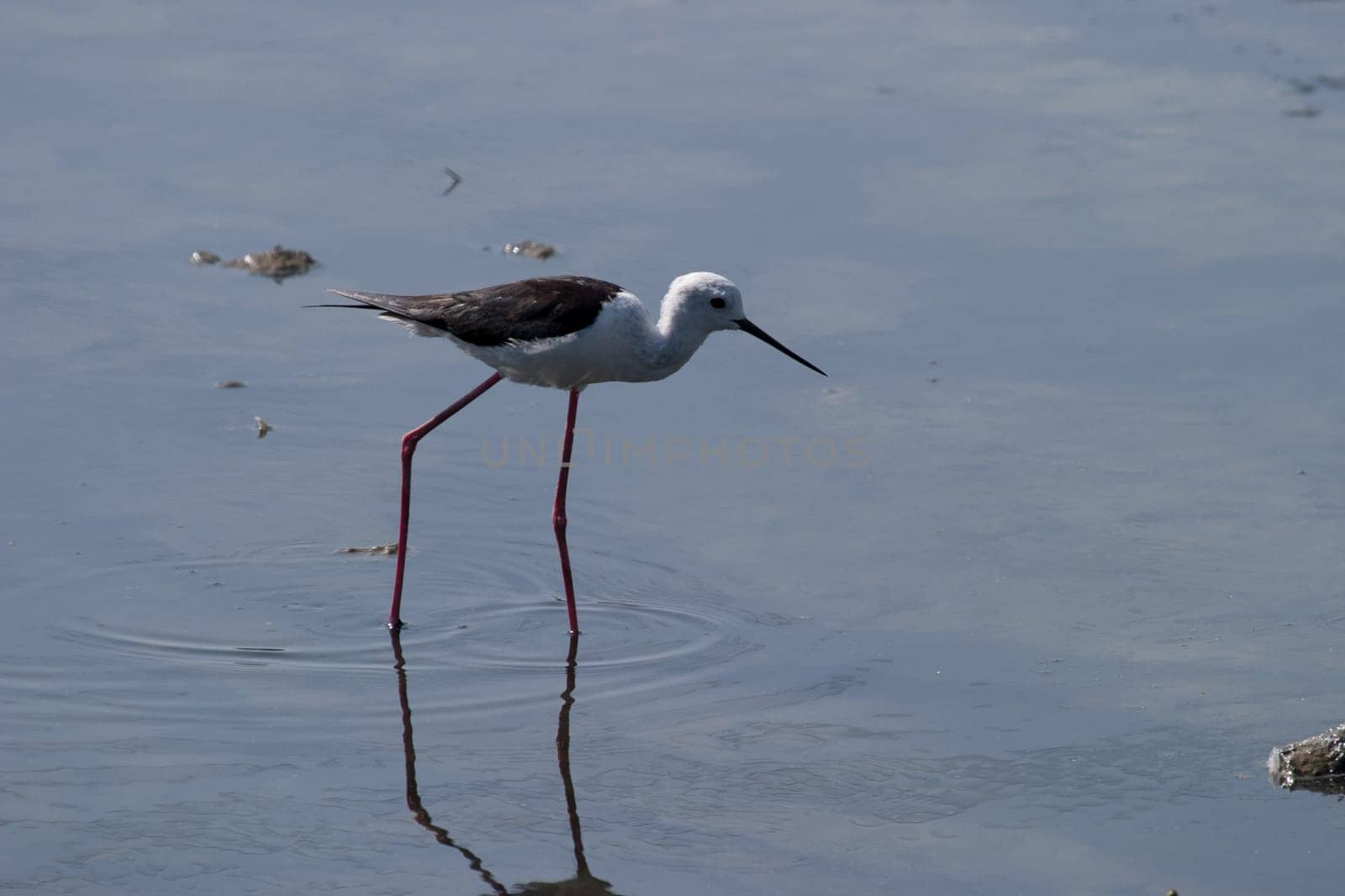 Black-Winged Stilt searching for some to eat