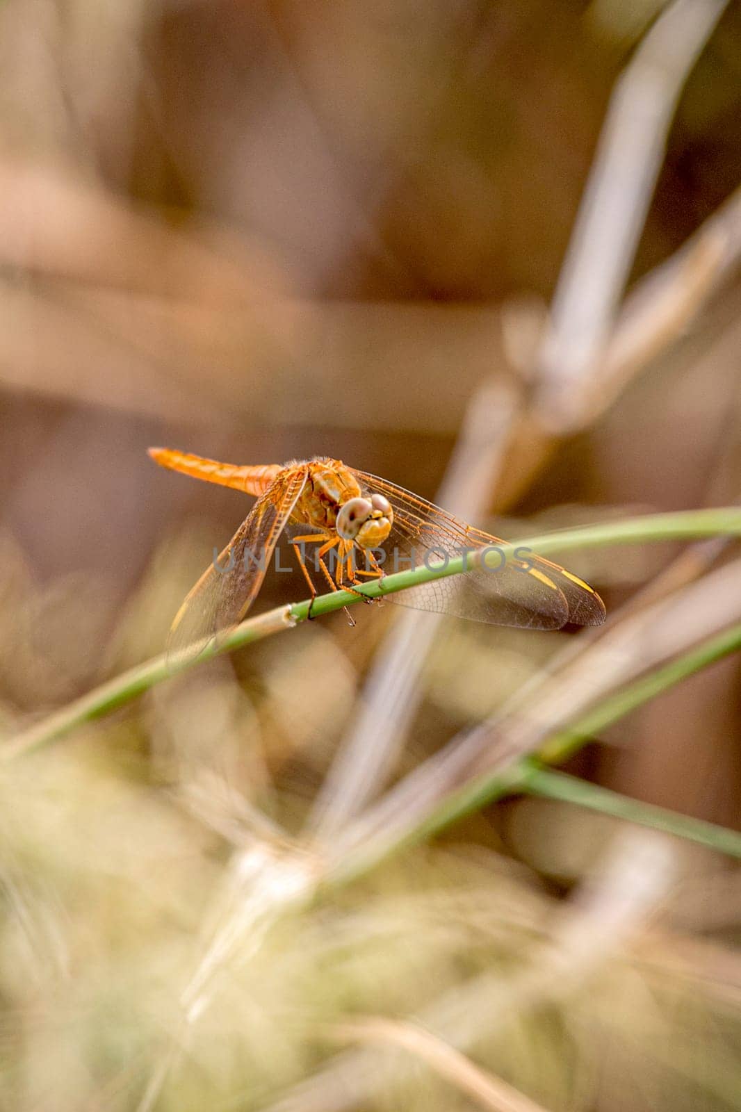 Dragonfly ( sympetrum sp ) by viledevil