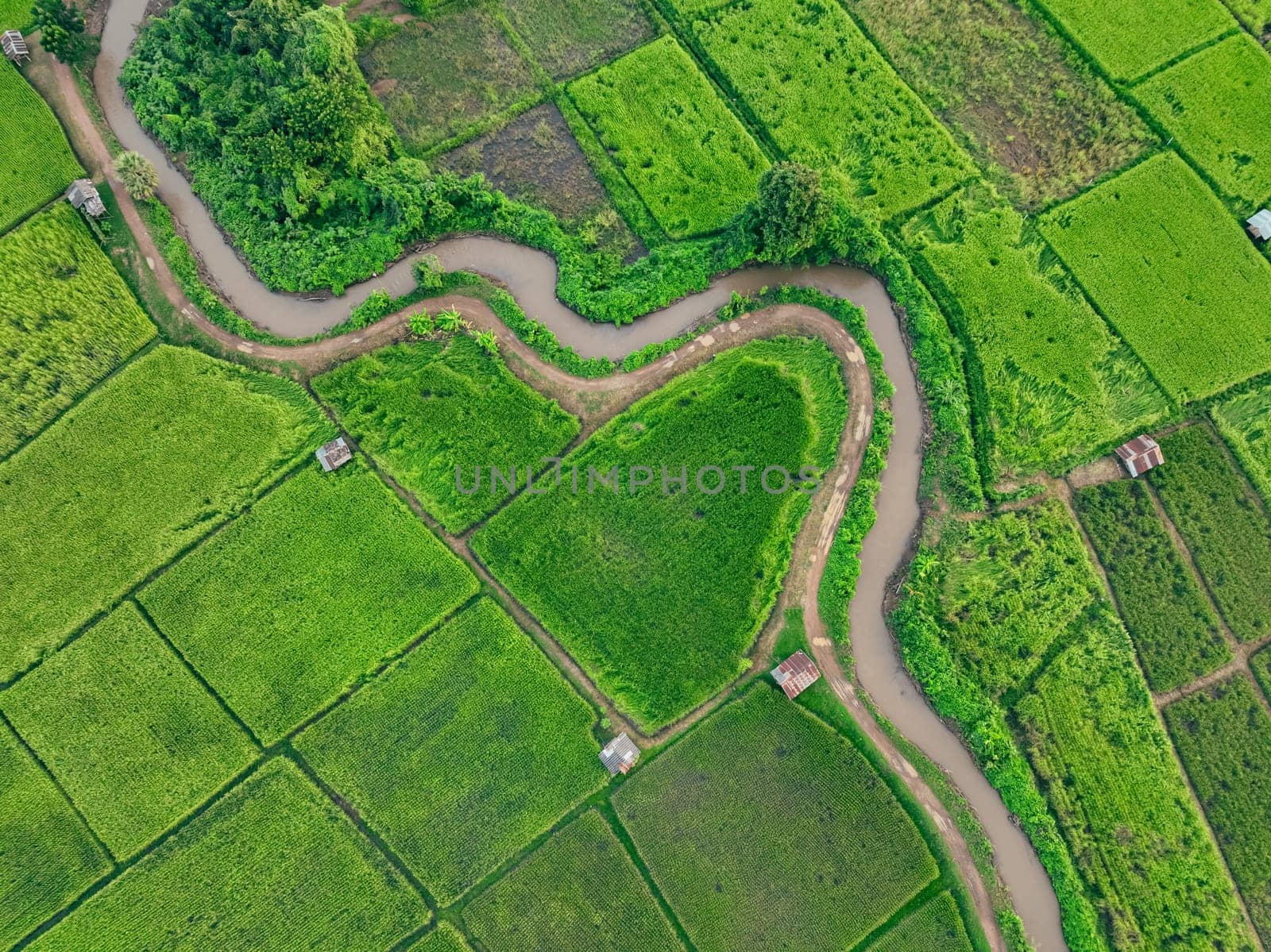 Aerial view of lush green rice field with small winding canal. Sustainable agriculture landscape. Sustainable rice farming. Rice cultivation. Green landscape. Organic farming. Sustainable land use. by Fahroni