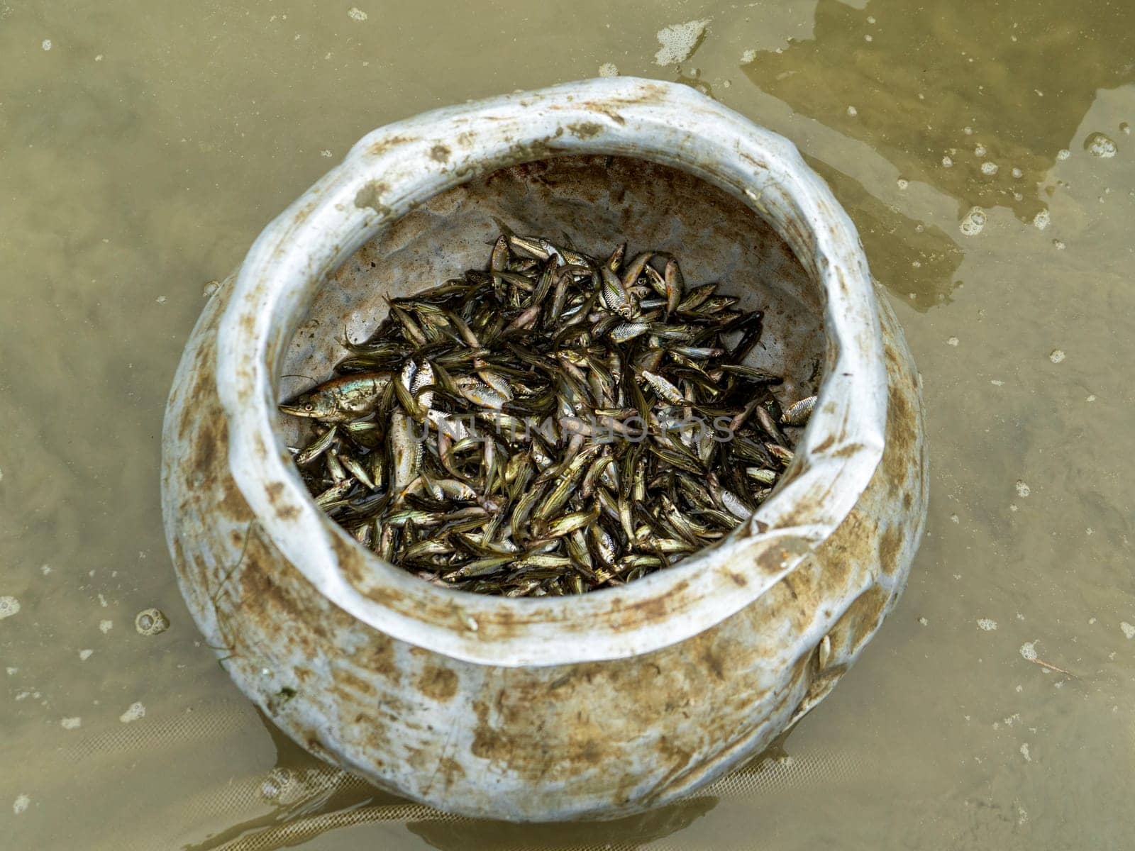 small freshly caught fish in an aluminum pot