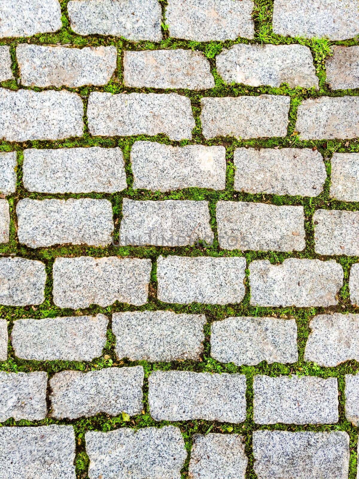 Background seamless texture of green grass sprouted between bricks of cobblestone path, top view. by Laguna781