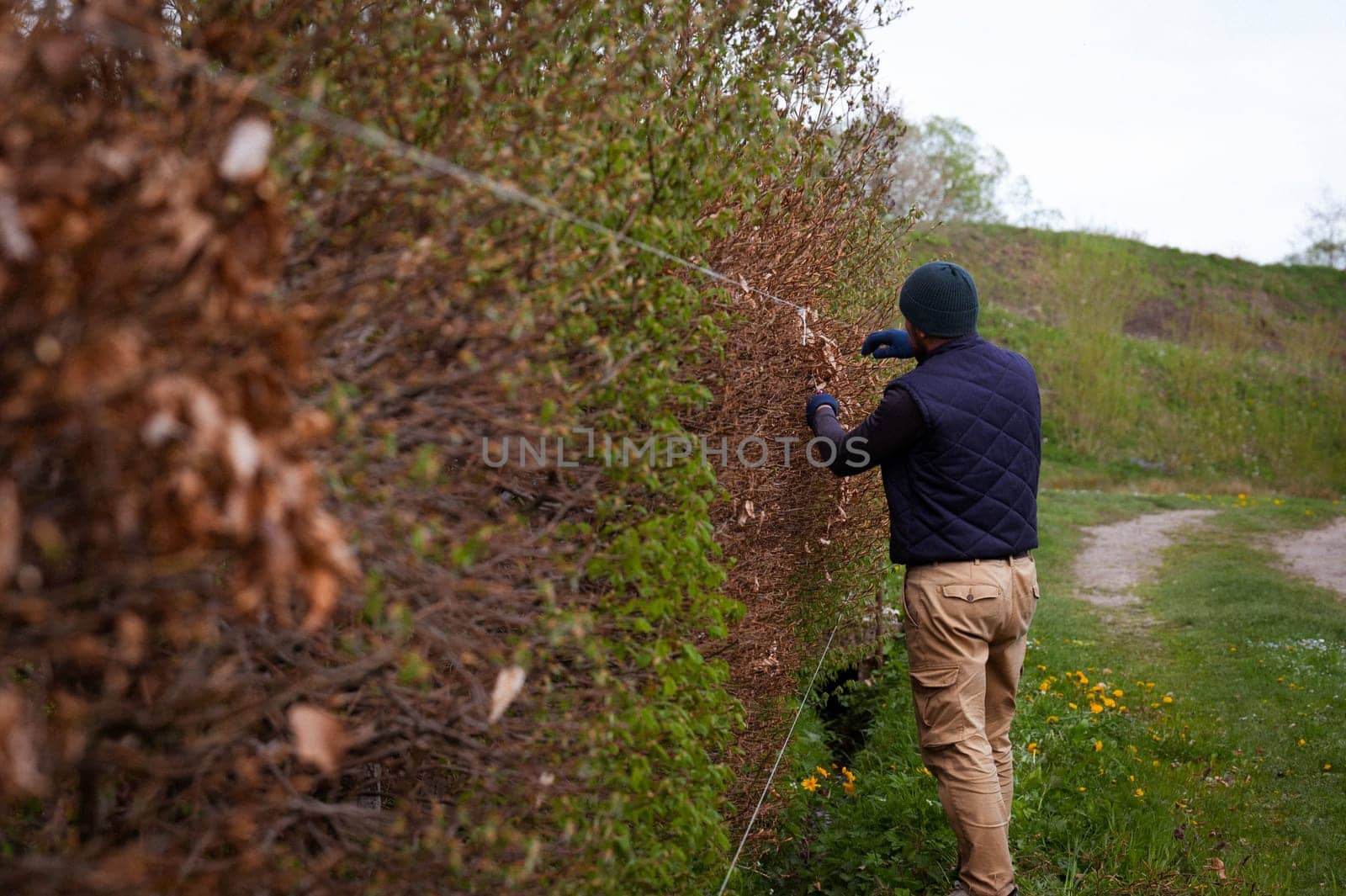 A male gardener trims a hedge in early spring, straightening it with taut laces, trimming the hedge with scissors.