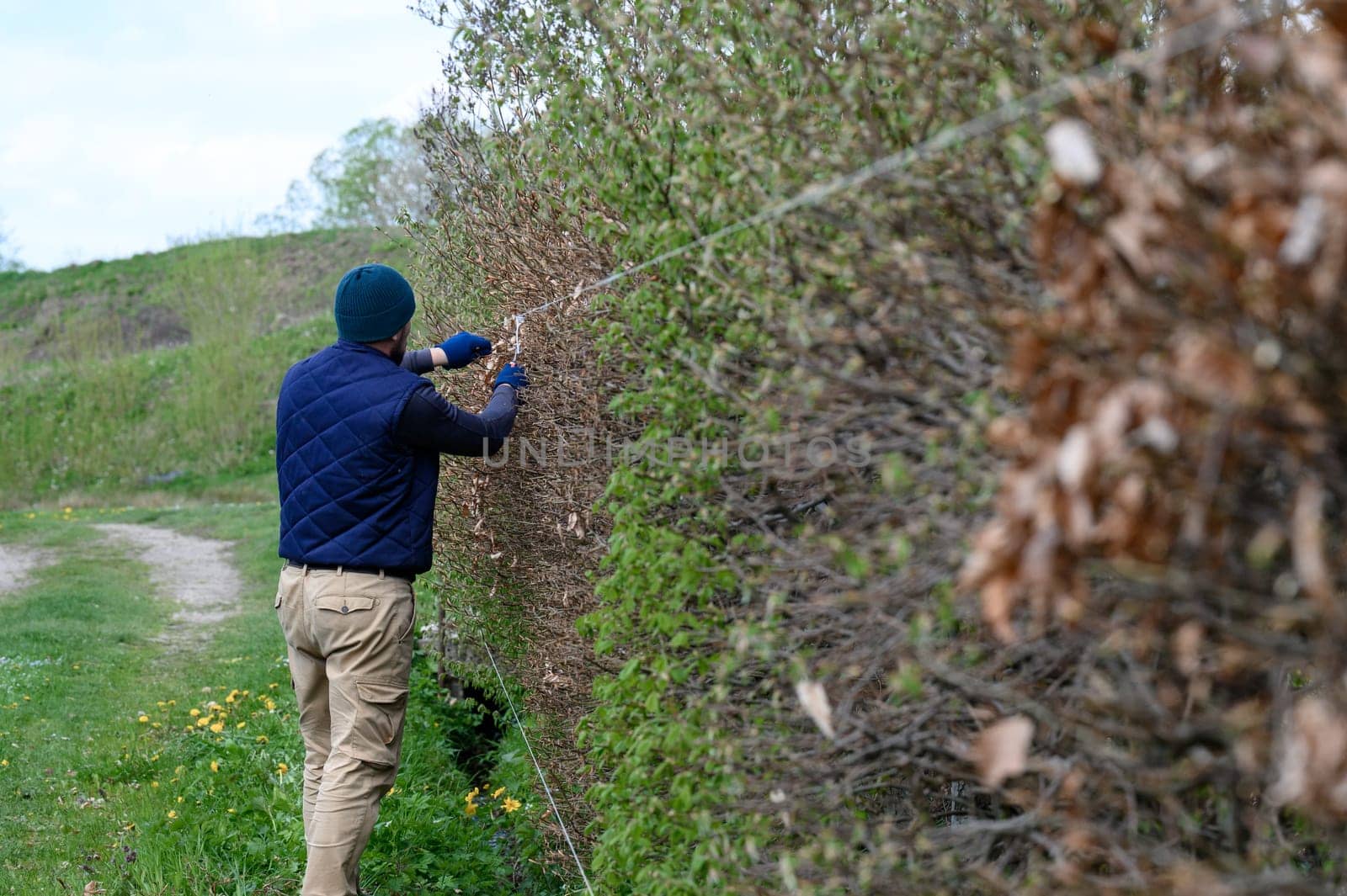A male gardener trims a hedge in early spring, straightening it with taut laces, trimming the hedge with scissors.