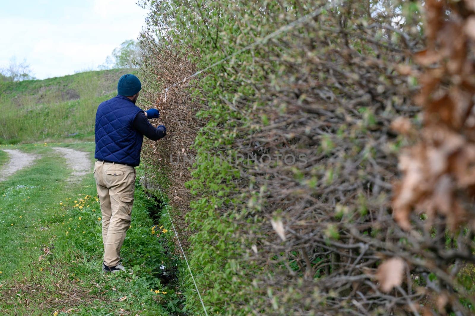 A male gardener trims a hedge in early spring, leveling it with stretched laces by Niko_Cingaryuk