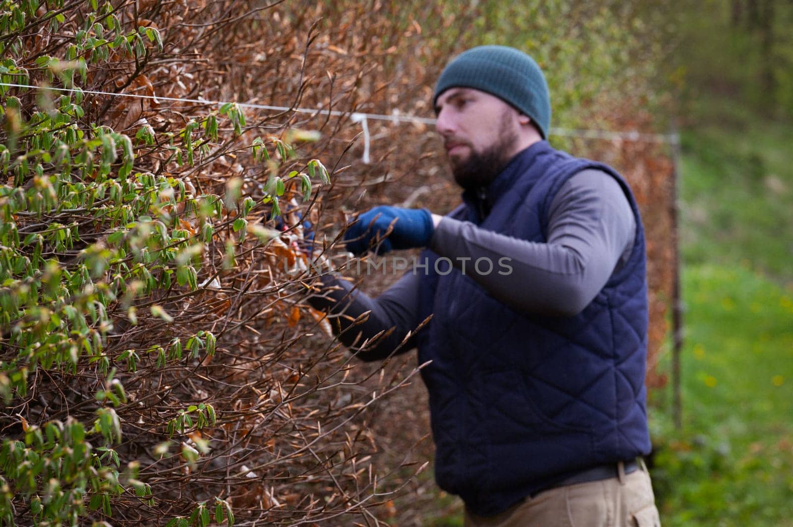 Leveling and trimming the hedge with a stretched cord and scissors. by Niko_Cingaryuk