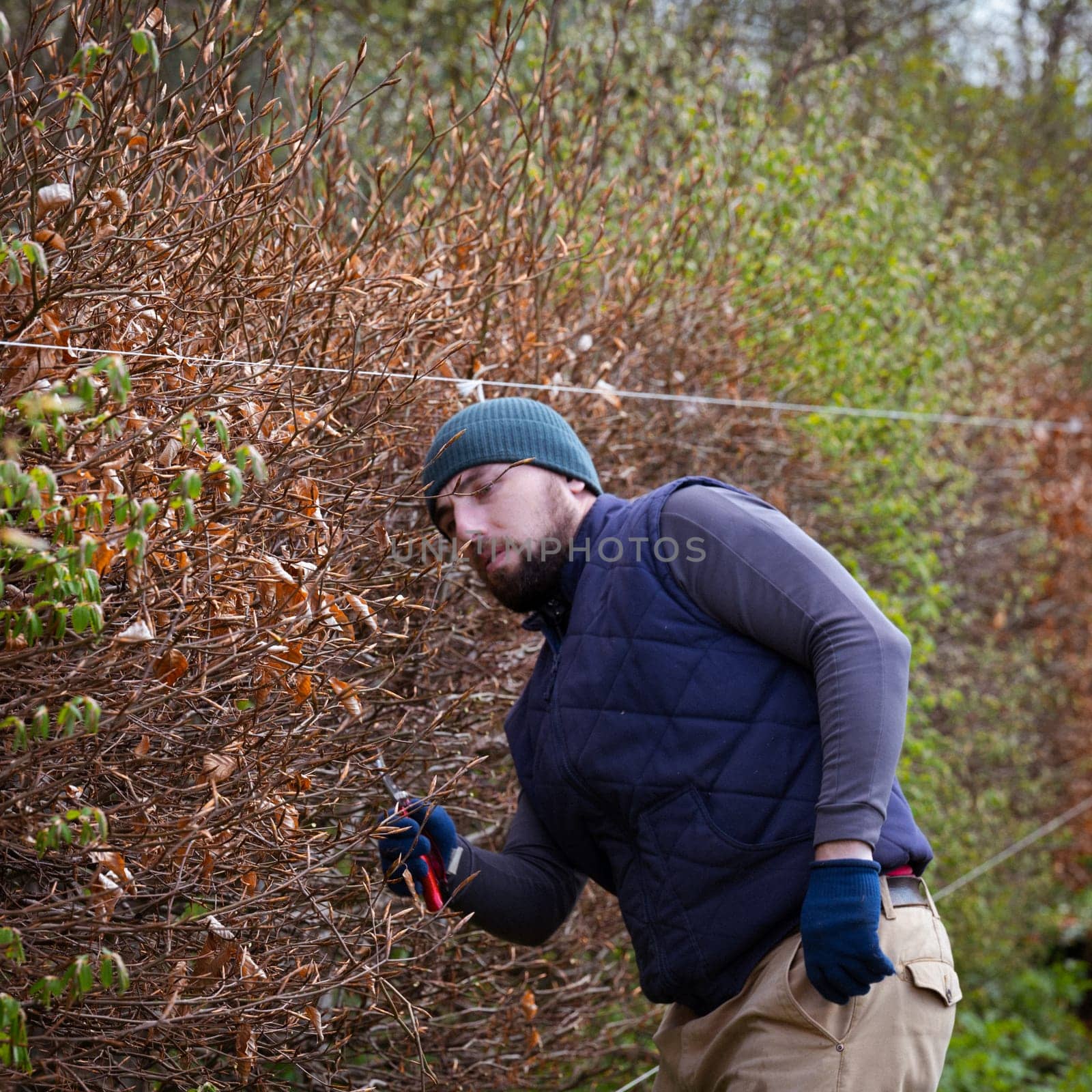 Leveling and trimming a hedge with a stretched cord and scissors, a gardener in the garden at work.