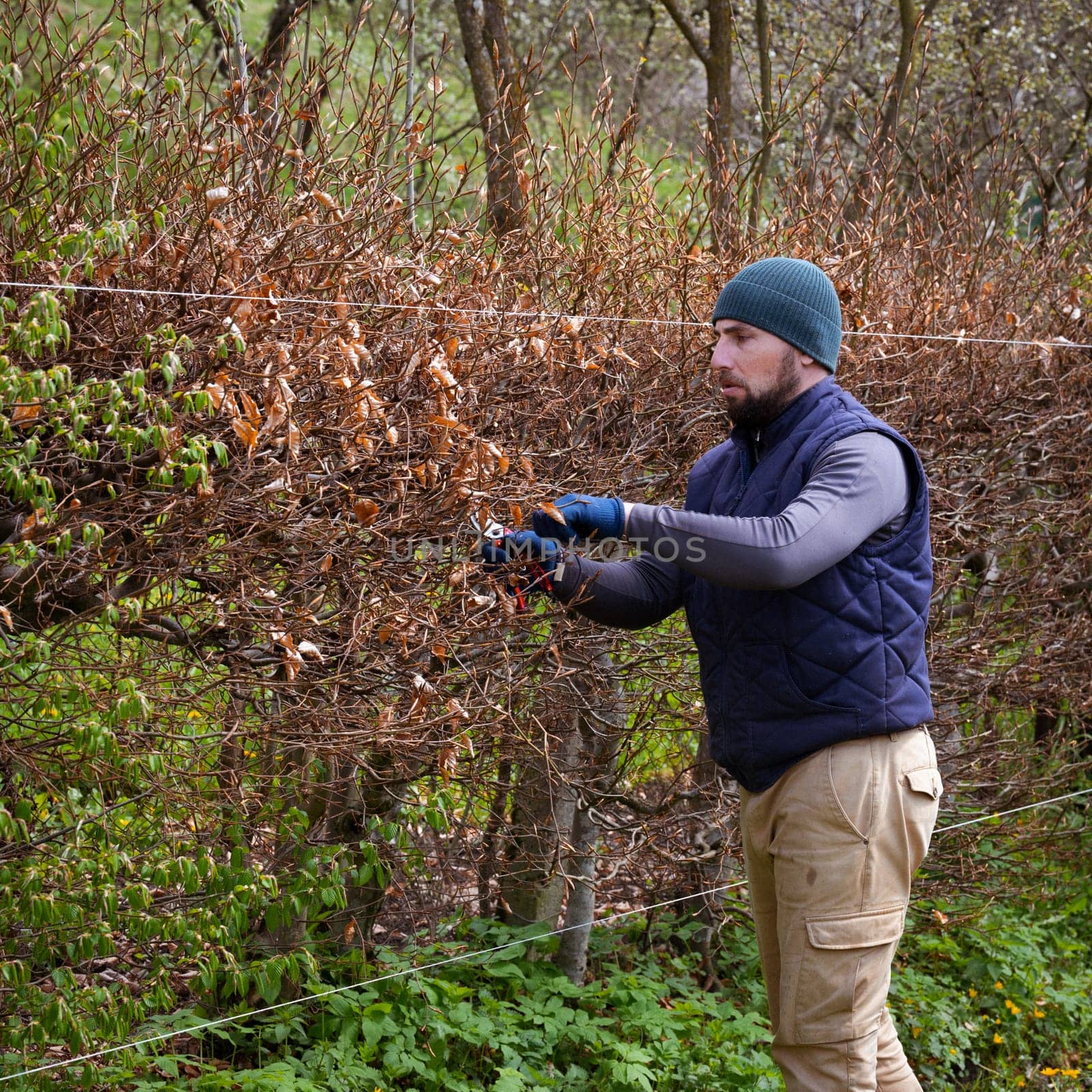 A man trims a hornbeam hedge in his garden, a gardener works with scissors.