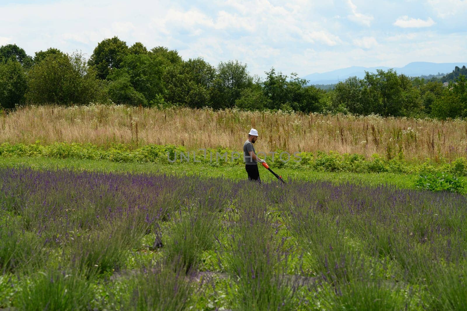 Caring for a lavender field, a man mows the grass with an electric lawnmower. by Niko_Cingaryuk