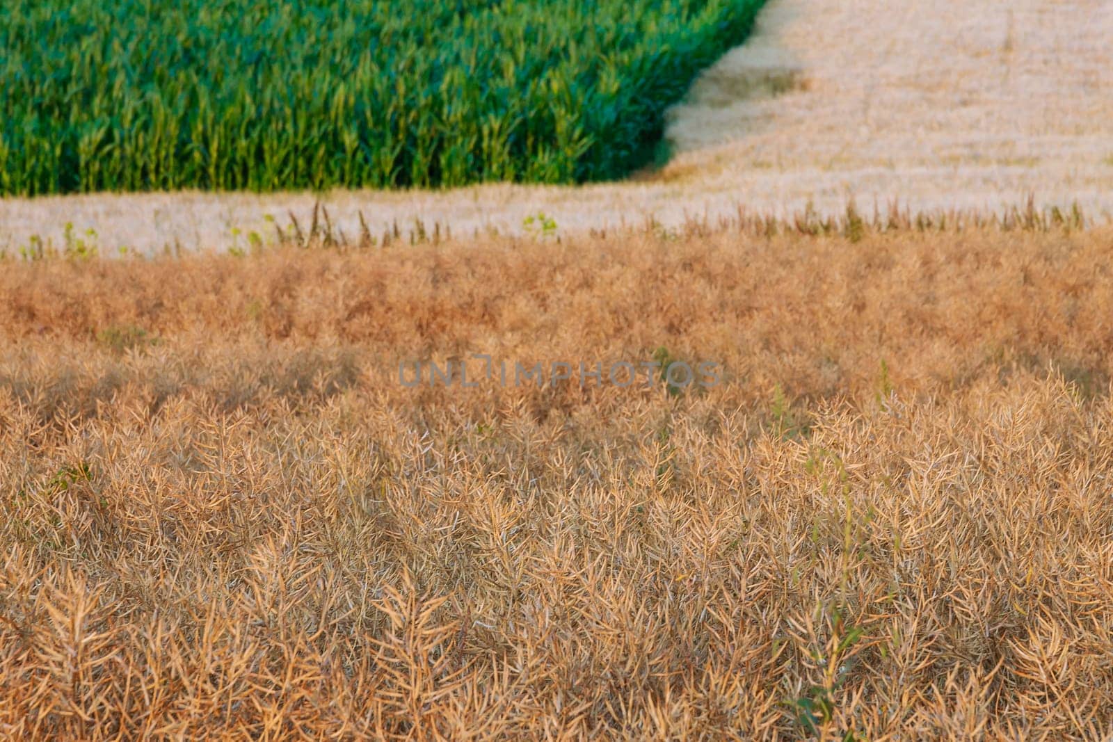 Dry yellow rape requires proper storage conditions to maintain its freshness and prevent spoilage. Dry rapeseed and corn field.