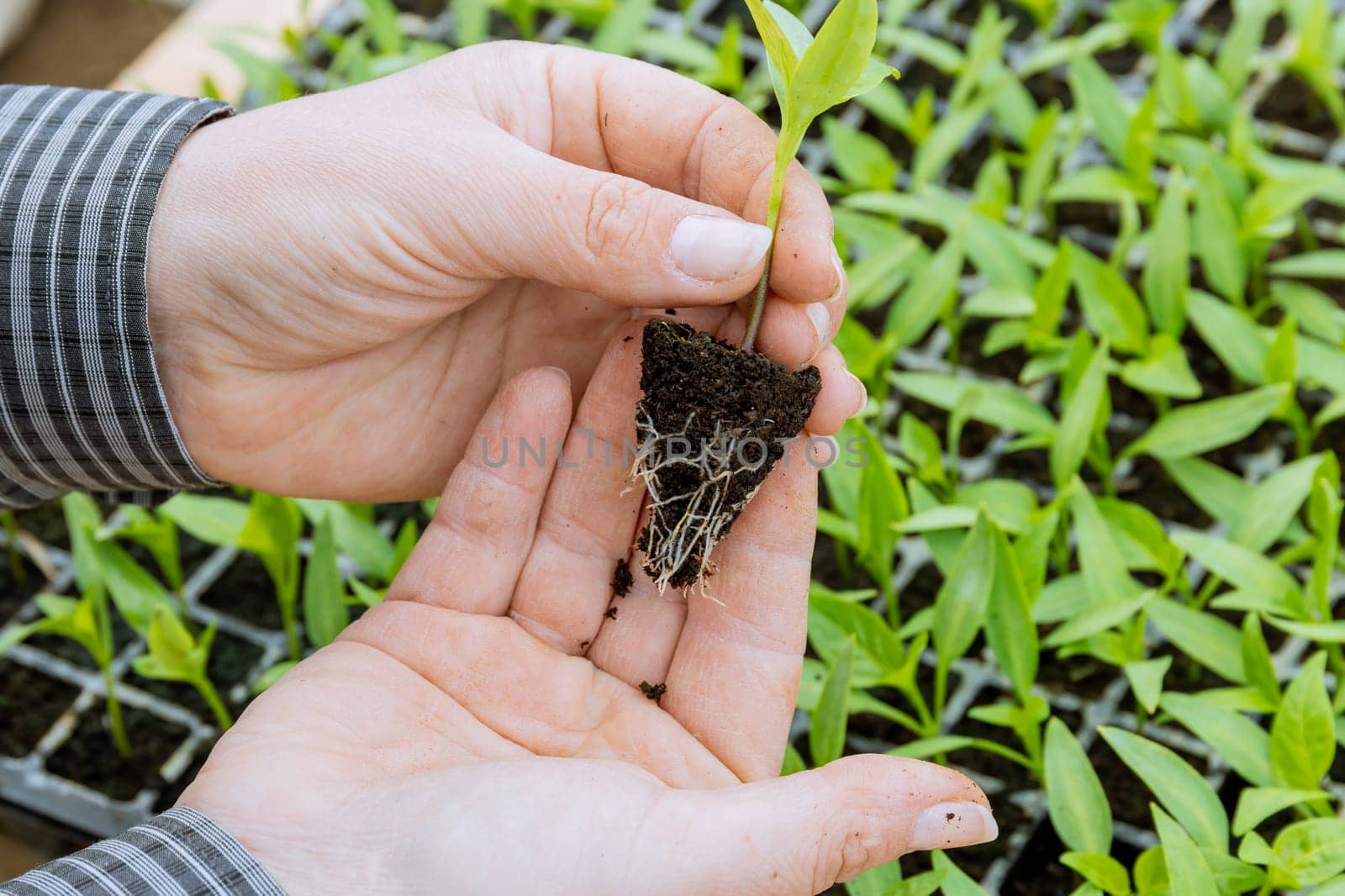 Farmer examines the root system of each seedling to ensure they are well-established before transplanting.