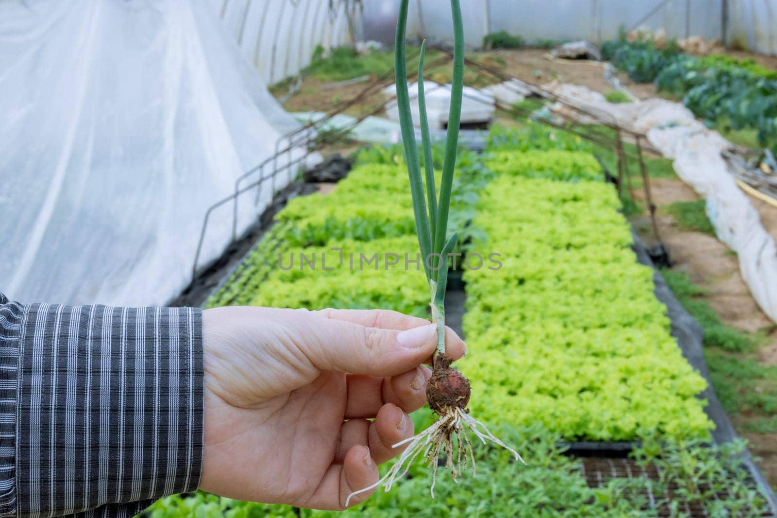 Farmer holds freshly picked green onions in his hand in a greenhouse on background of seedlings. Growing greens in greenhouse.