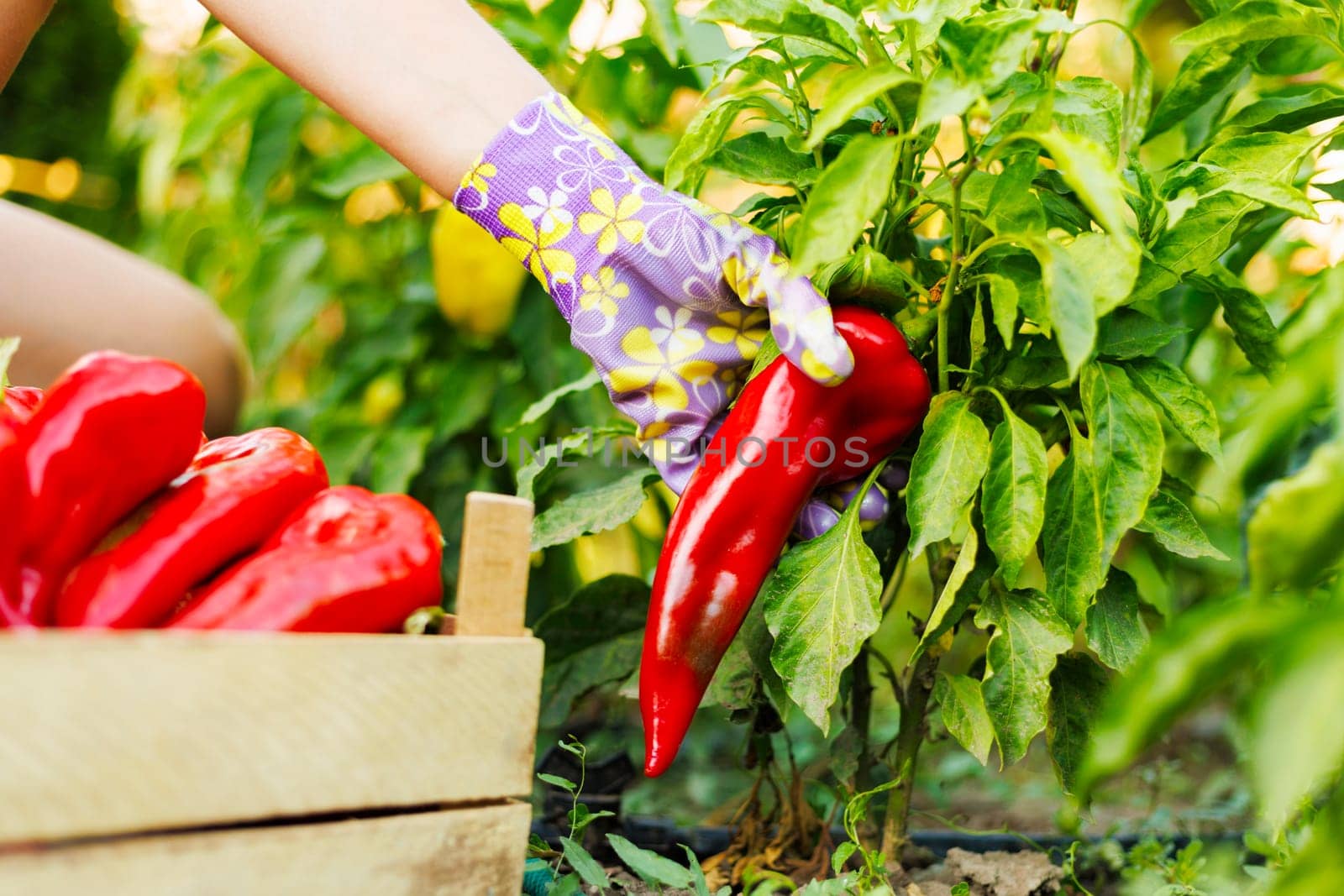 Gardener wearing floral gloves picking fresh red peppers in a sunny vegetable garden.