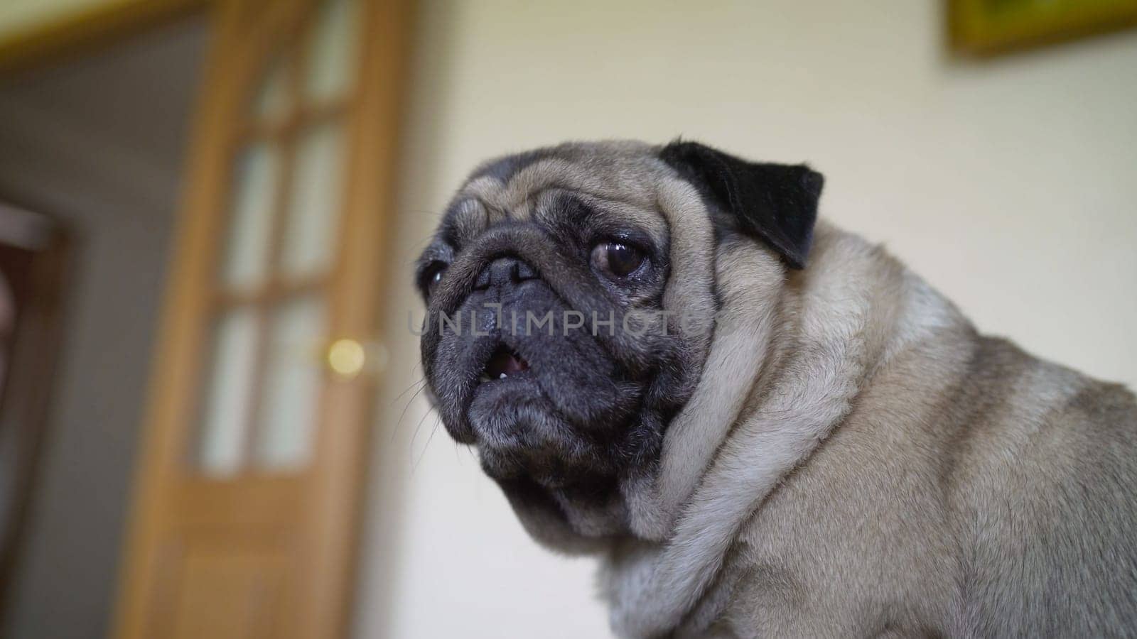 Adorable pug dog standing on floor at home, 3 year old ,looking at the camera