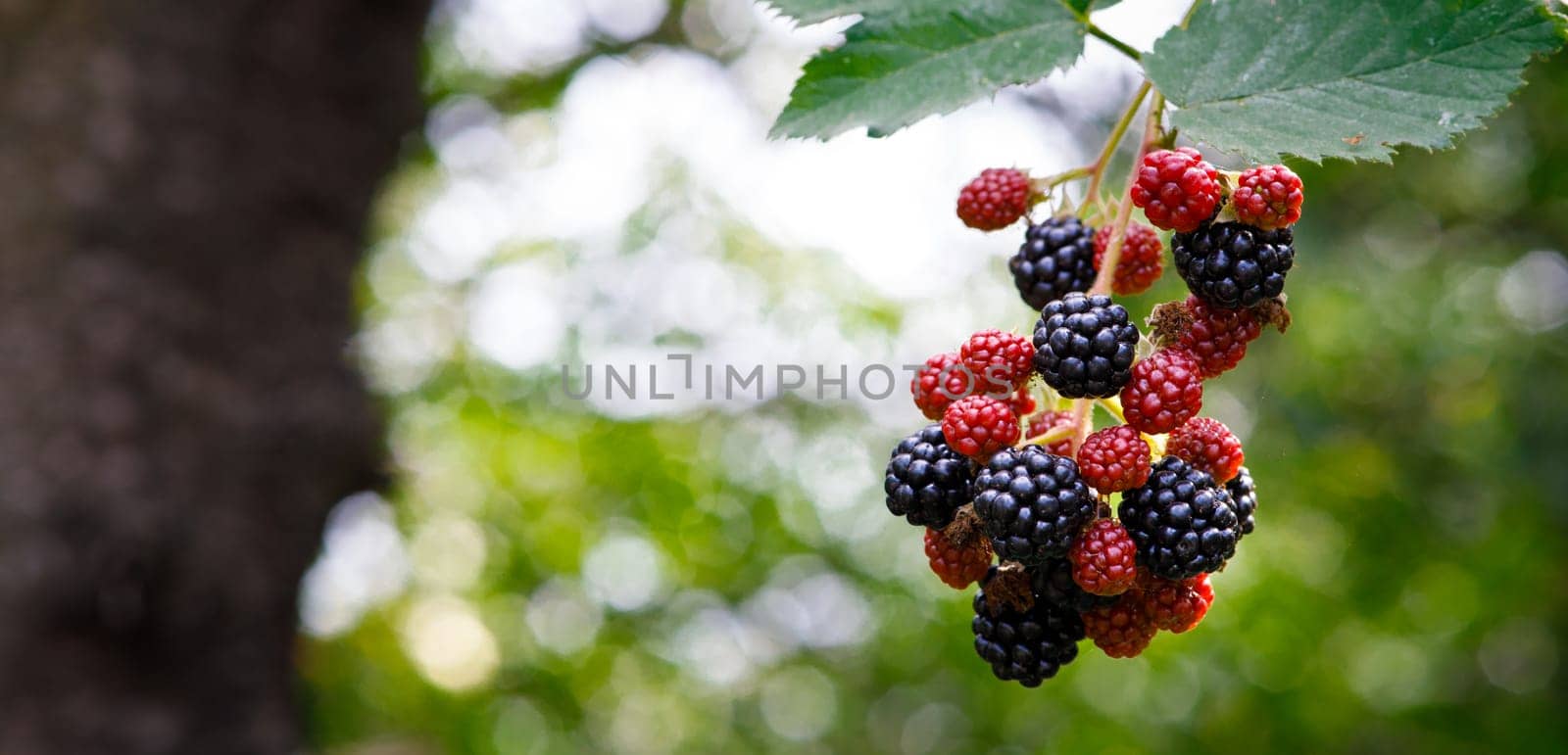 blackberries ripen on bushes, berries garden. High quality photo