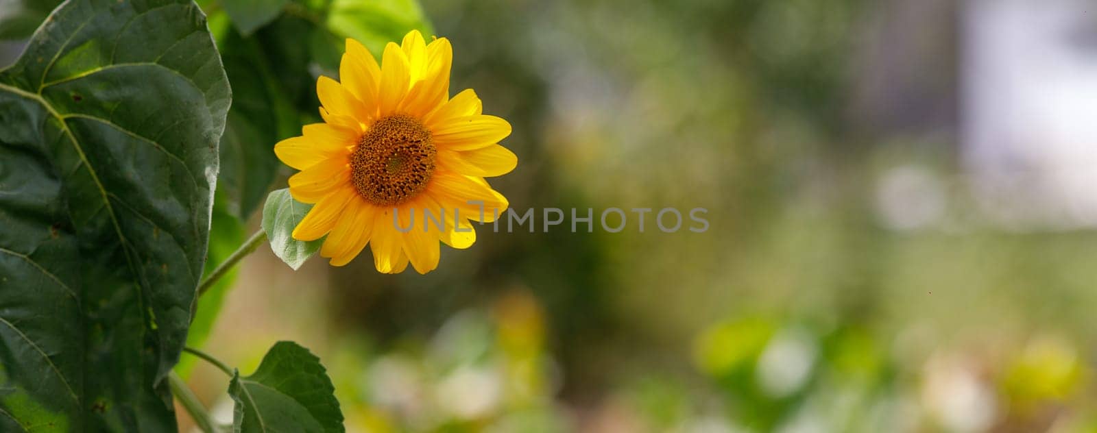 sunflower flower field and place for text. High quality photo