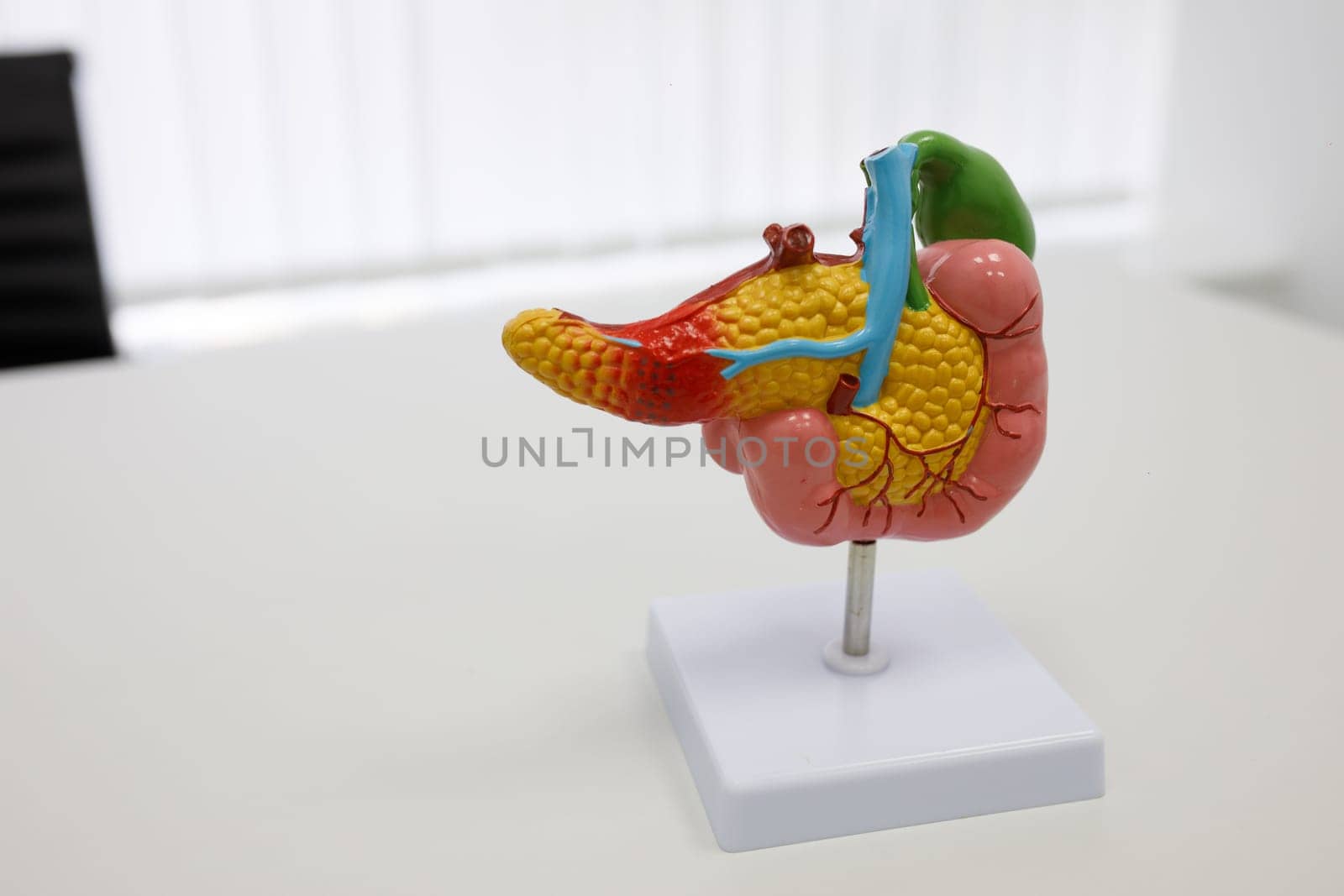 anatomical illustrations of human organs. High quality photo