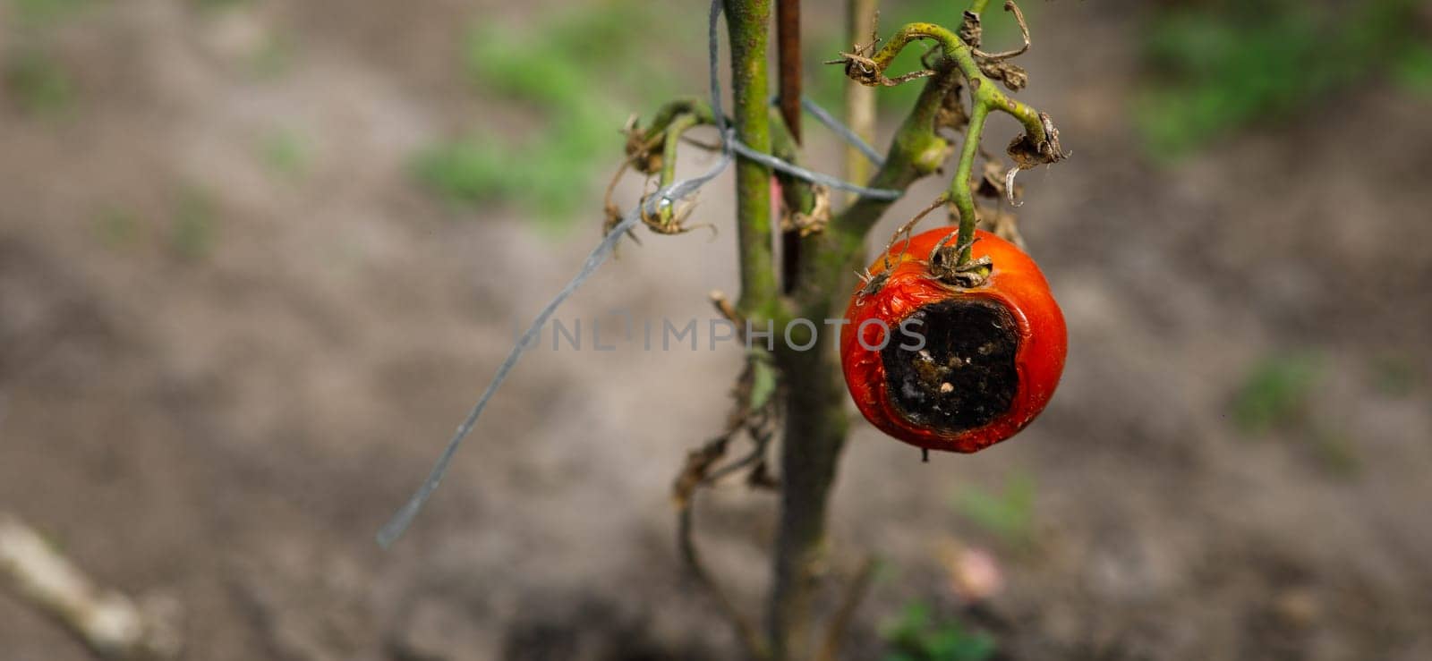 a half-rotten tomato on a bush in the garden. High quality photo