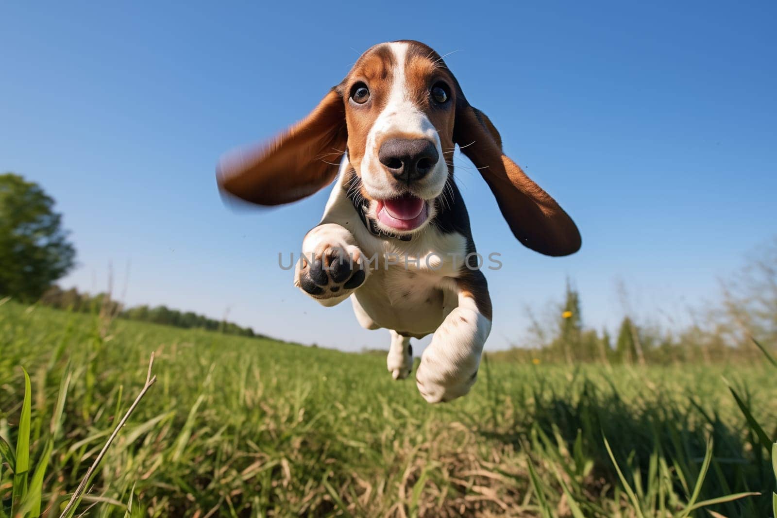 A close-up shot of a playful Basset Hound puppy with floppy ears, running, jumping, and exploring the outdoors