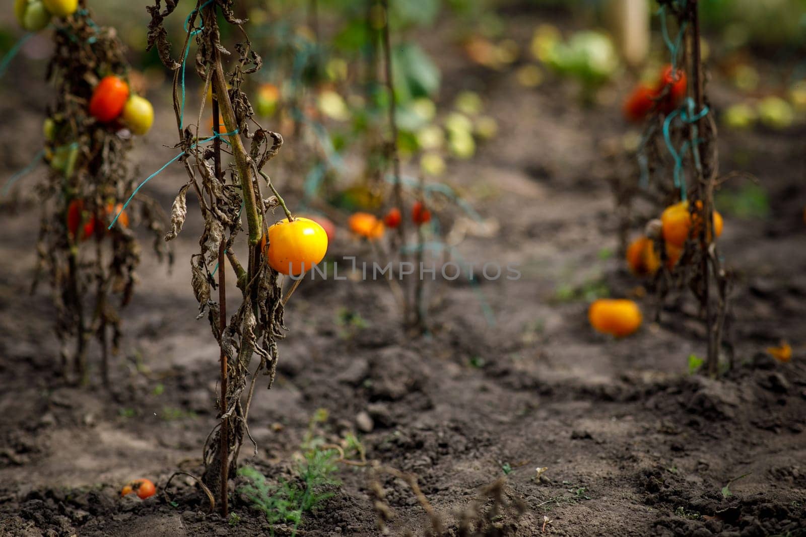 tomatoes on a bush in the garden. High quality photo