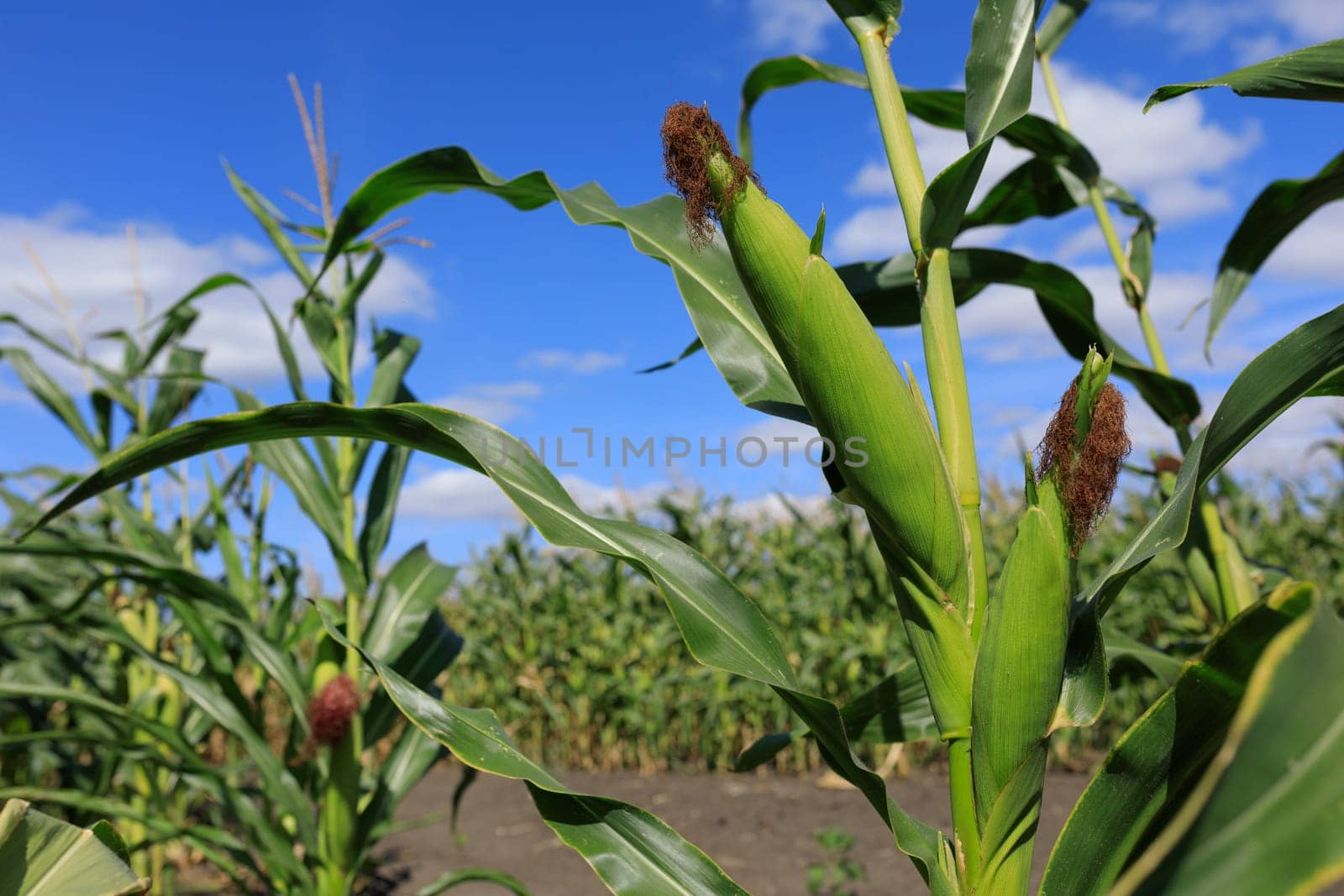 corn harvest in the field, blue sky. High quality photo