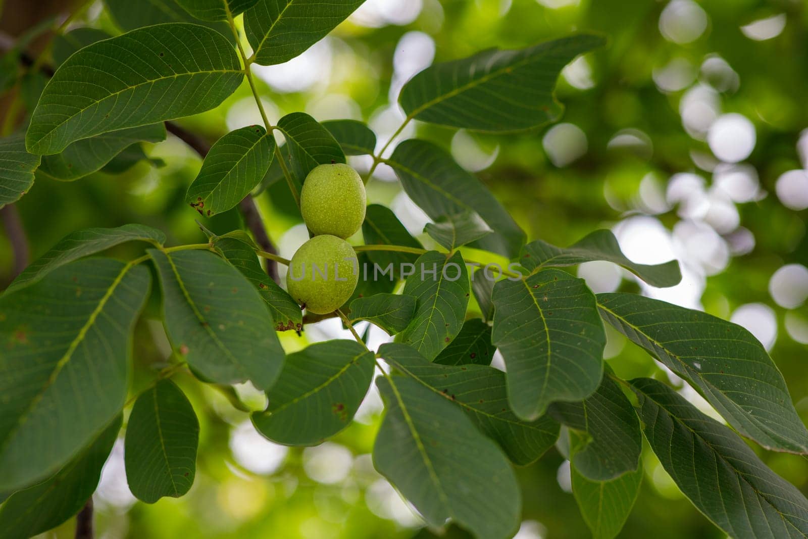the walnut on the tree is not yet ripe. High quality photo