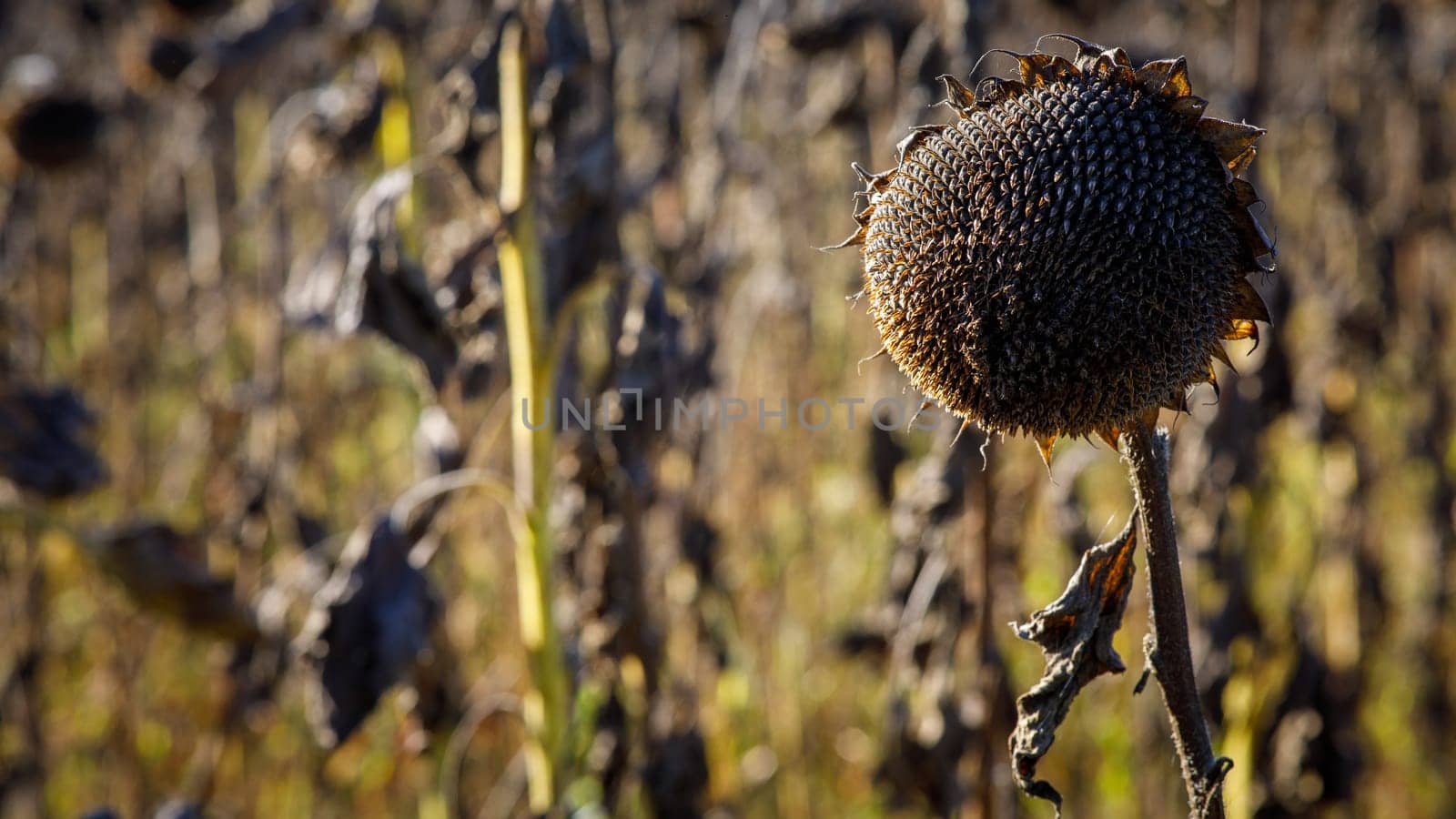 a field of ripe sunflowers, ready for harvesting, harvest. High quality photo