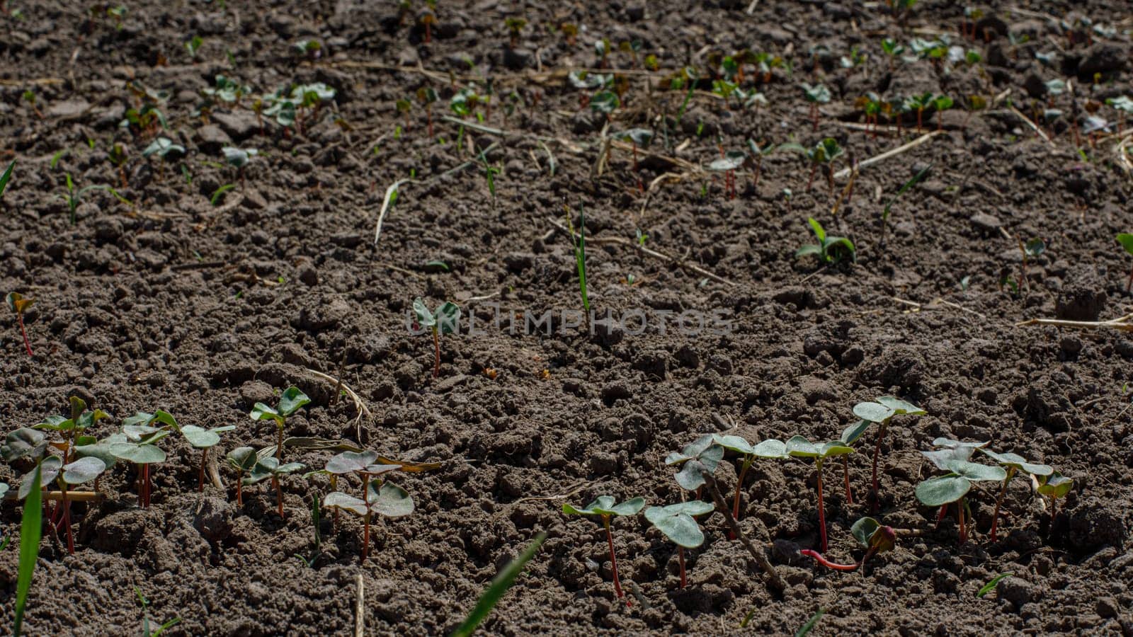 field in which sprouts begin to sprout. High quality photo