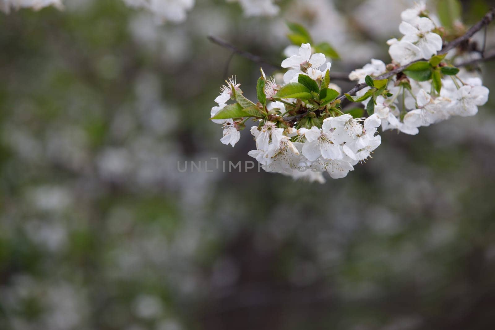 white cherry blossom nature comes to life. High quality photo