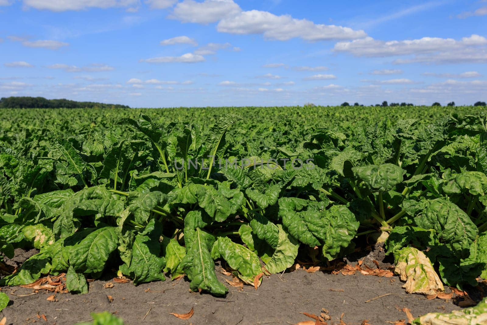 beet harvest in the field, blue sky. High quality photo