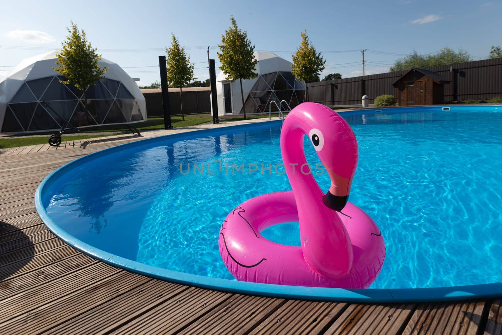 pink flamingos in the pool. High quality photo