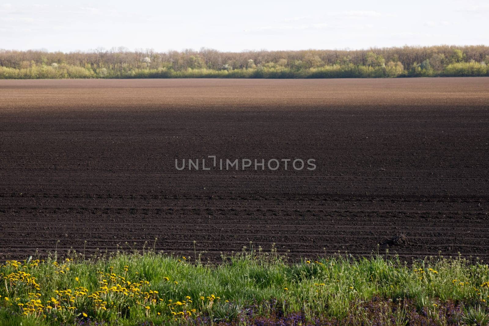 field chernozem sowing spring greenery. High quality photo