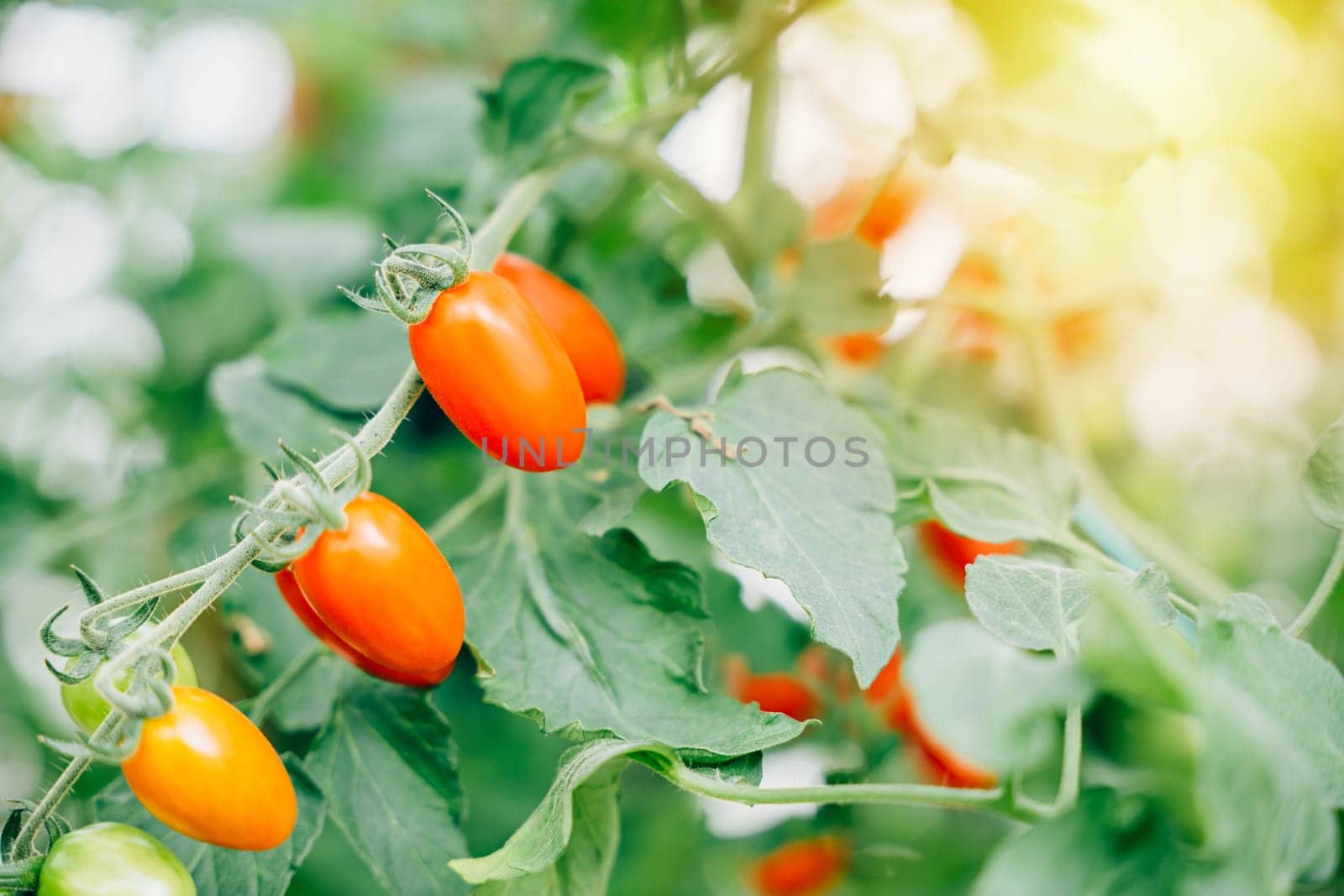 Vibrant tomatoes on a branch in the greenhouse by Sorapop