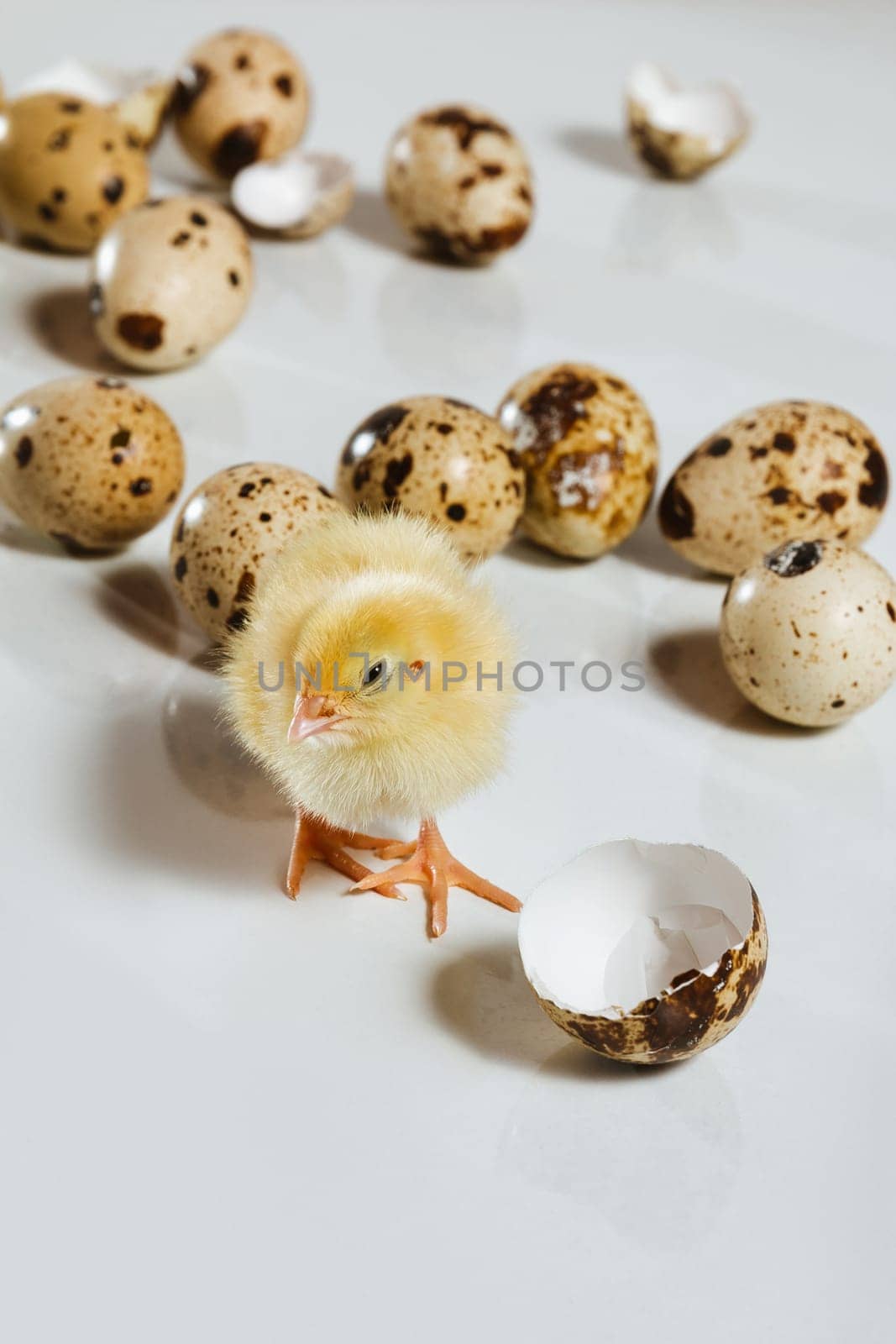 A quail chicken squints among the quail eggs. Poultry farming in incubators