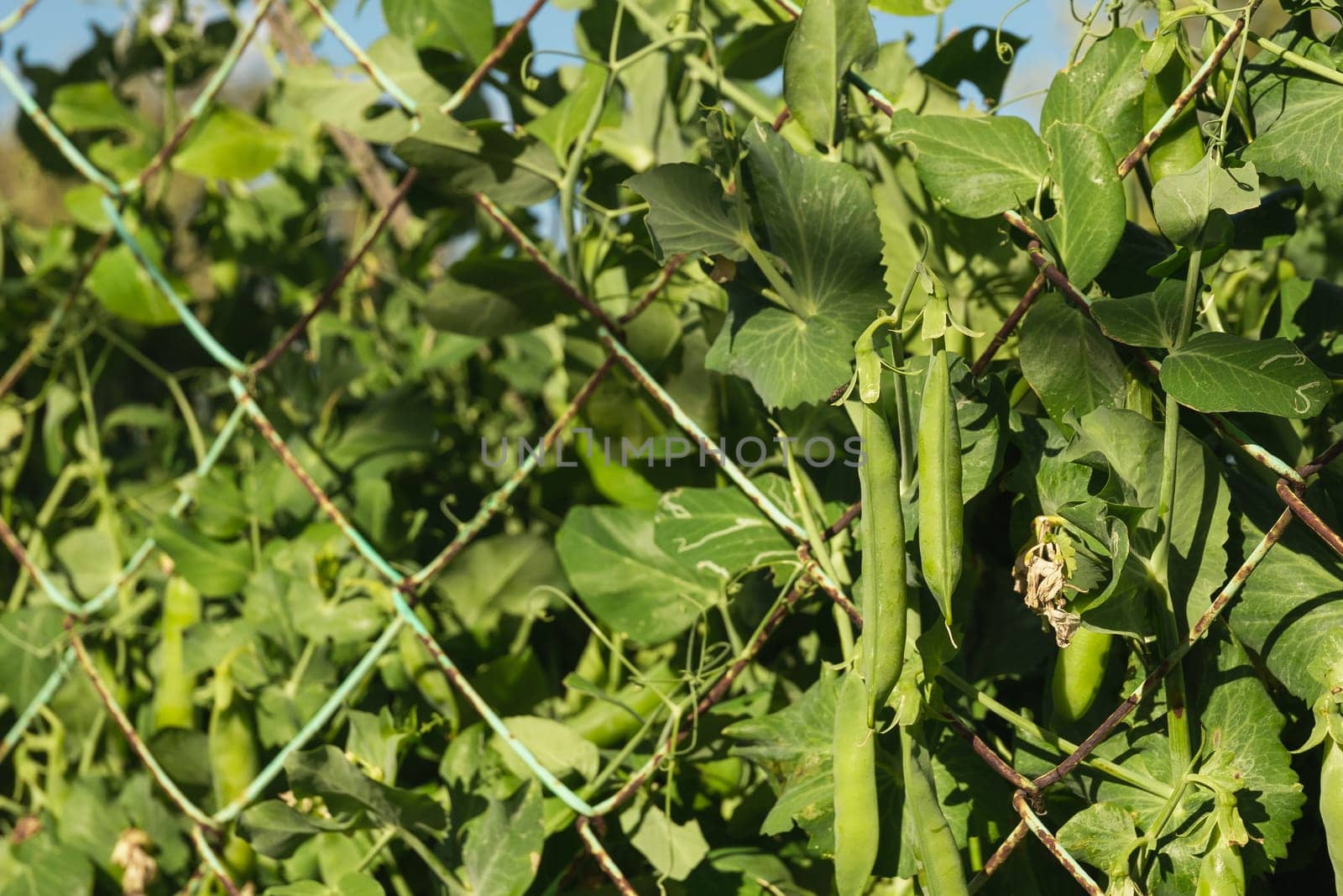 Ripe pea pods on a bush before harvesting. Growing vegetables in the garden by ElenaNEL