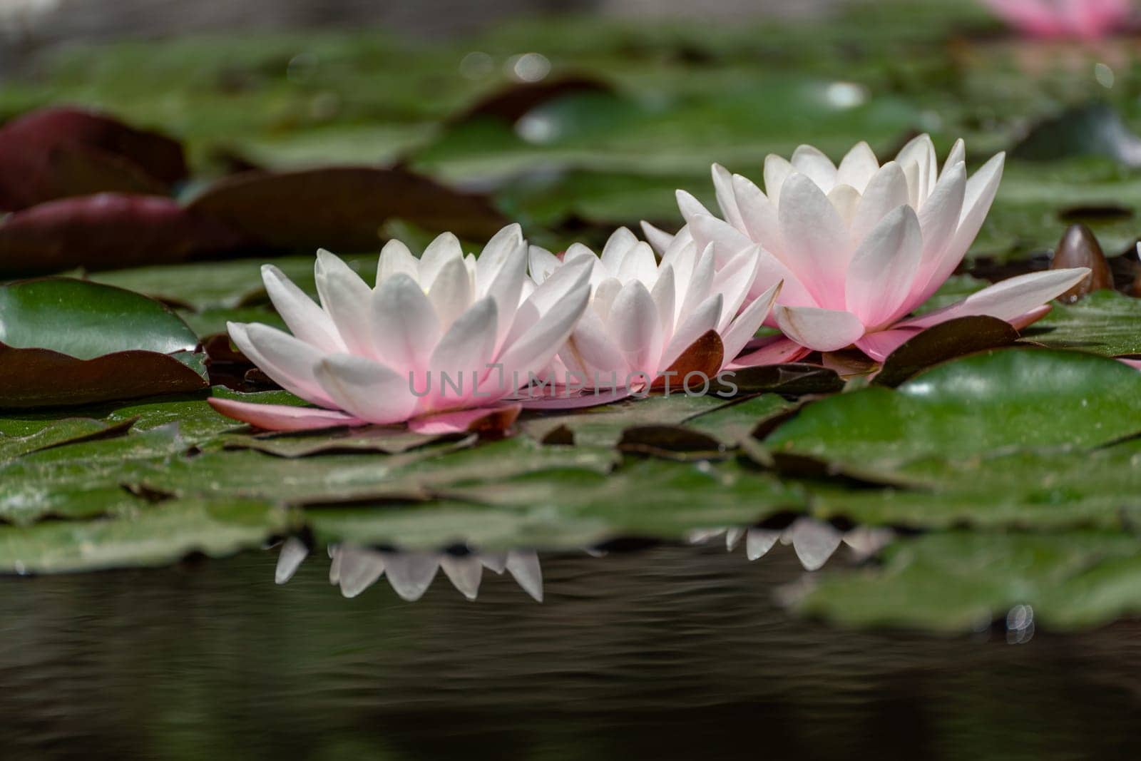 Pink lotus water lily flower in pond, waterlily with green leaves blooming by Matiunina