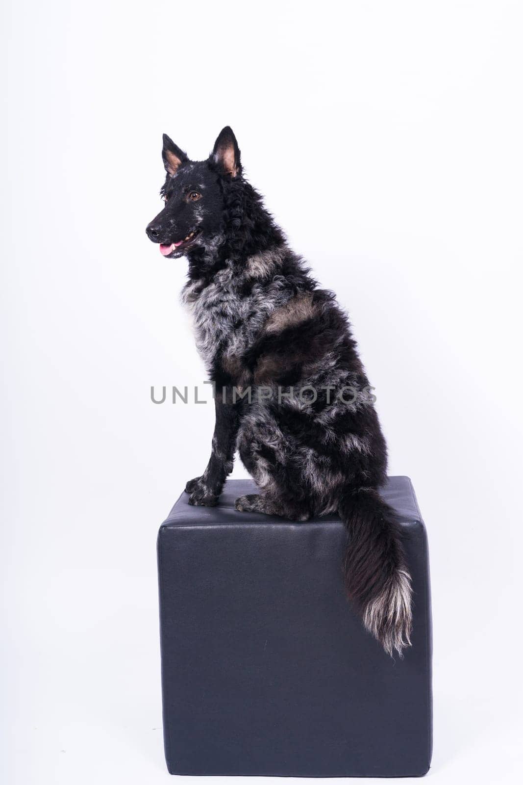 Mudi shepherd in front of brick and white background by Zelenin