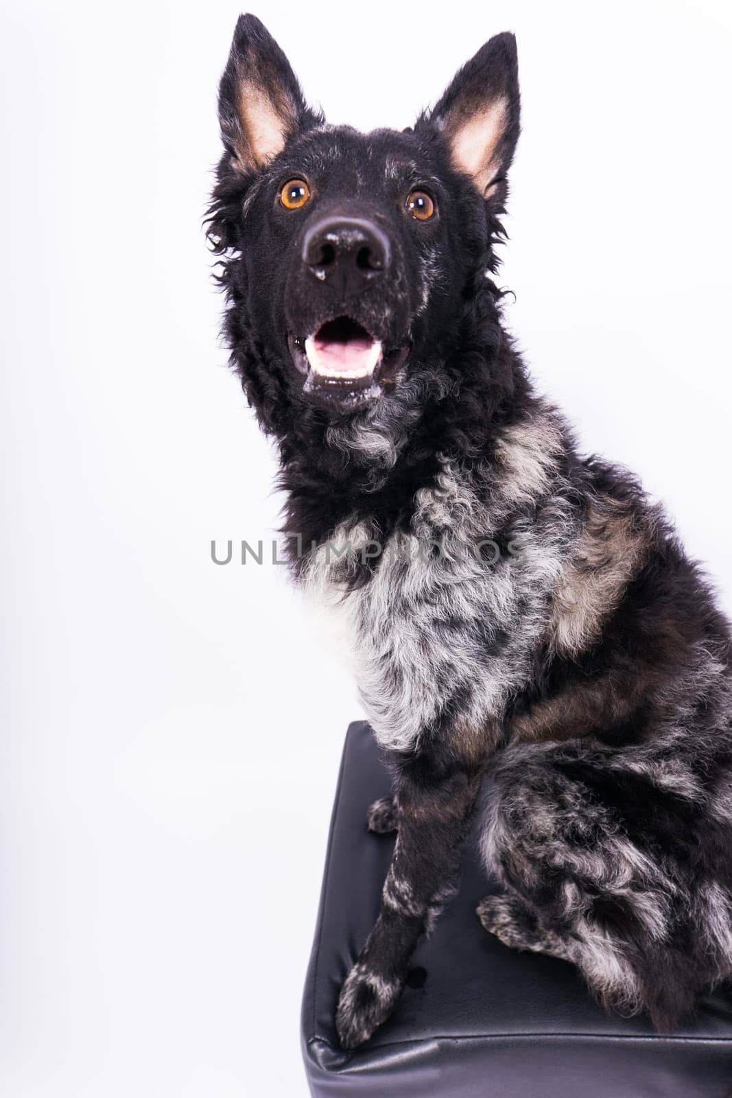 Mudi shepherd in front of a brick and white background