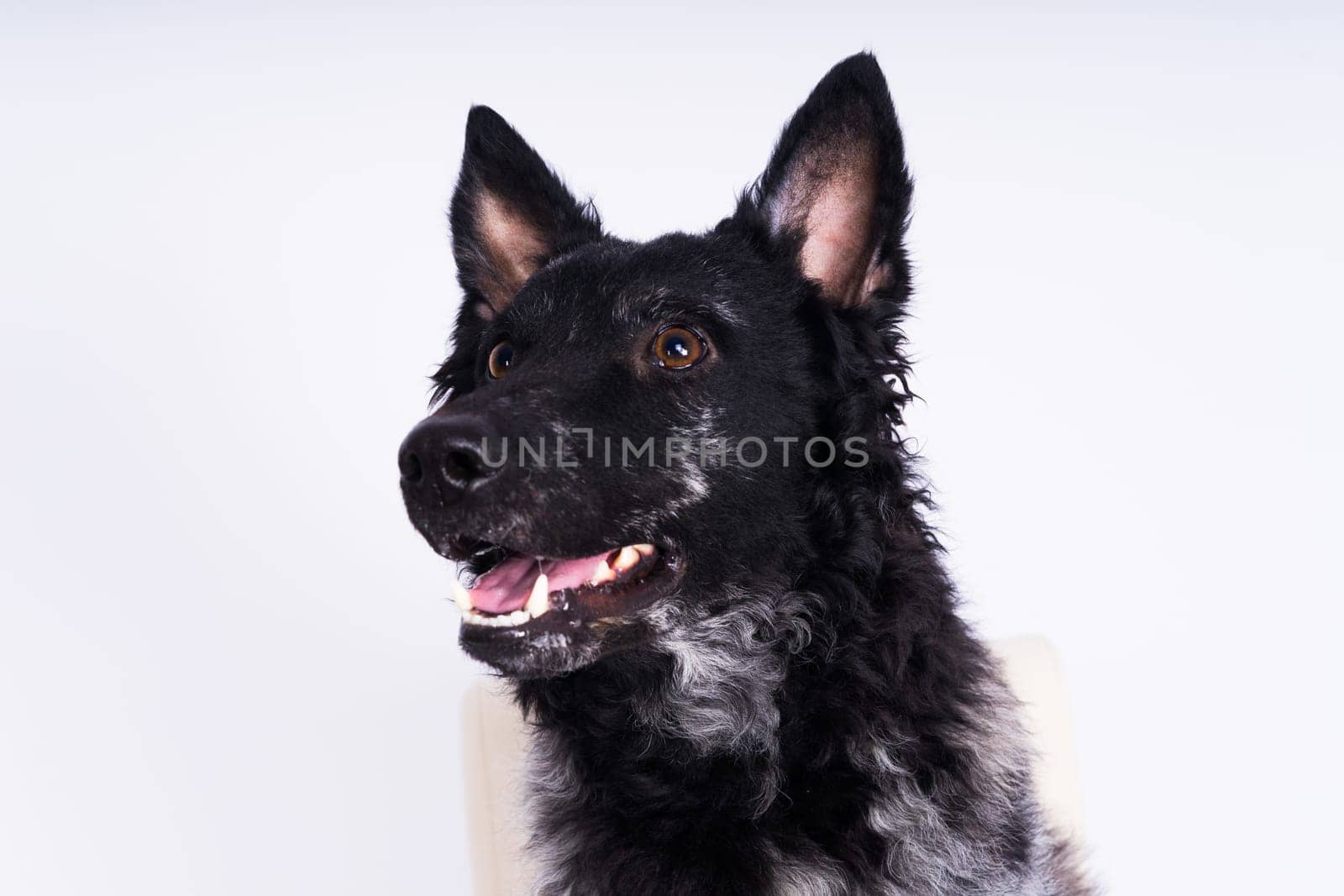 Mudi shepherd in front of a brick and white background