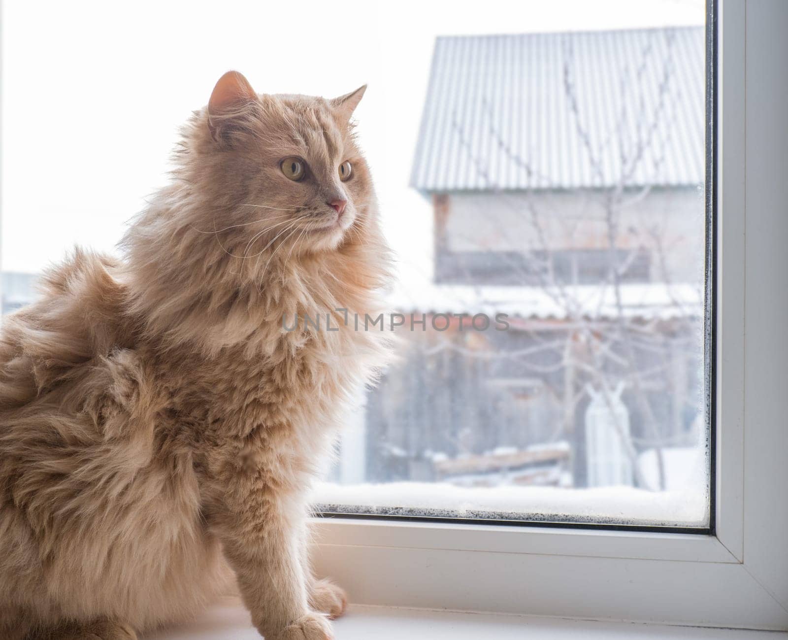 Red fluffy cat sits on the windowsill and looks out the window.