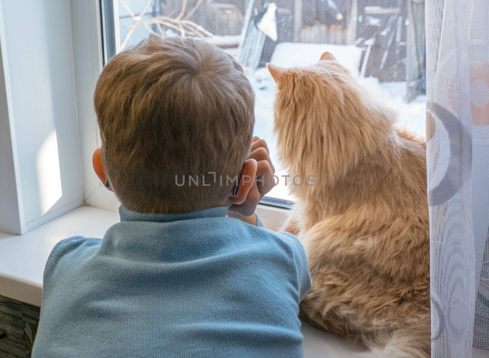 Beautiful scene: two friends looking out the window. Rear view of a little boy with a cat looking out the window, watching the falling snow, focusing on the cat by Ekaterina34