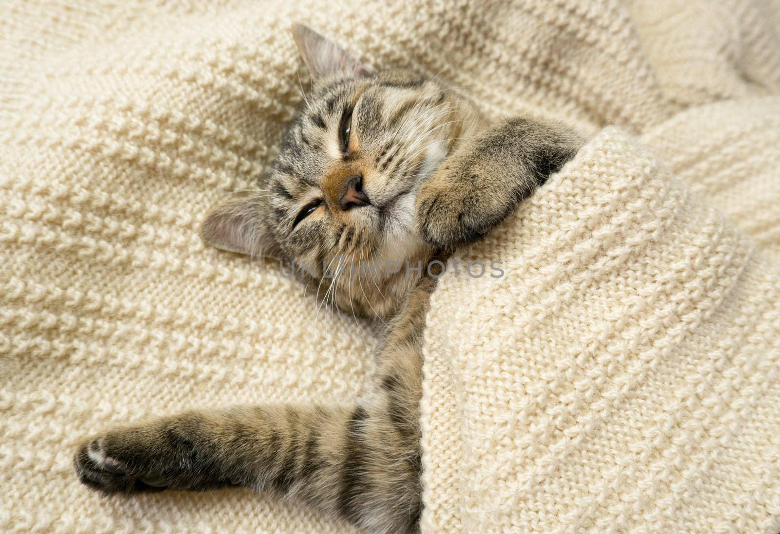 Close-up portrait of a domestic gray cat on a knitted sweater. The cat sleeps in a warm cozy knitted scarf.