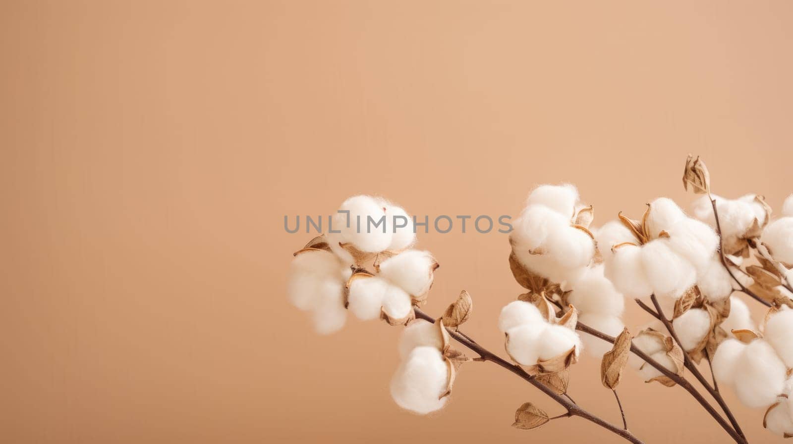 Dried fluffy cotton flower branch on a beige background AI