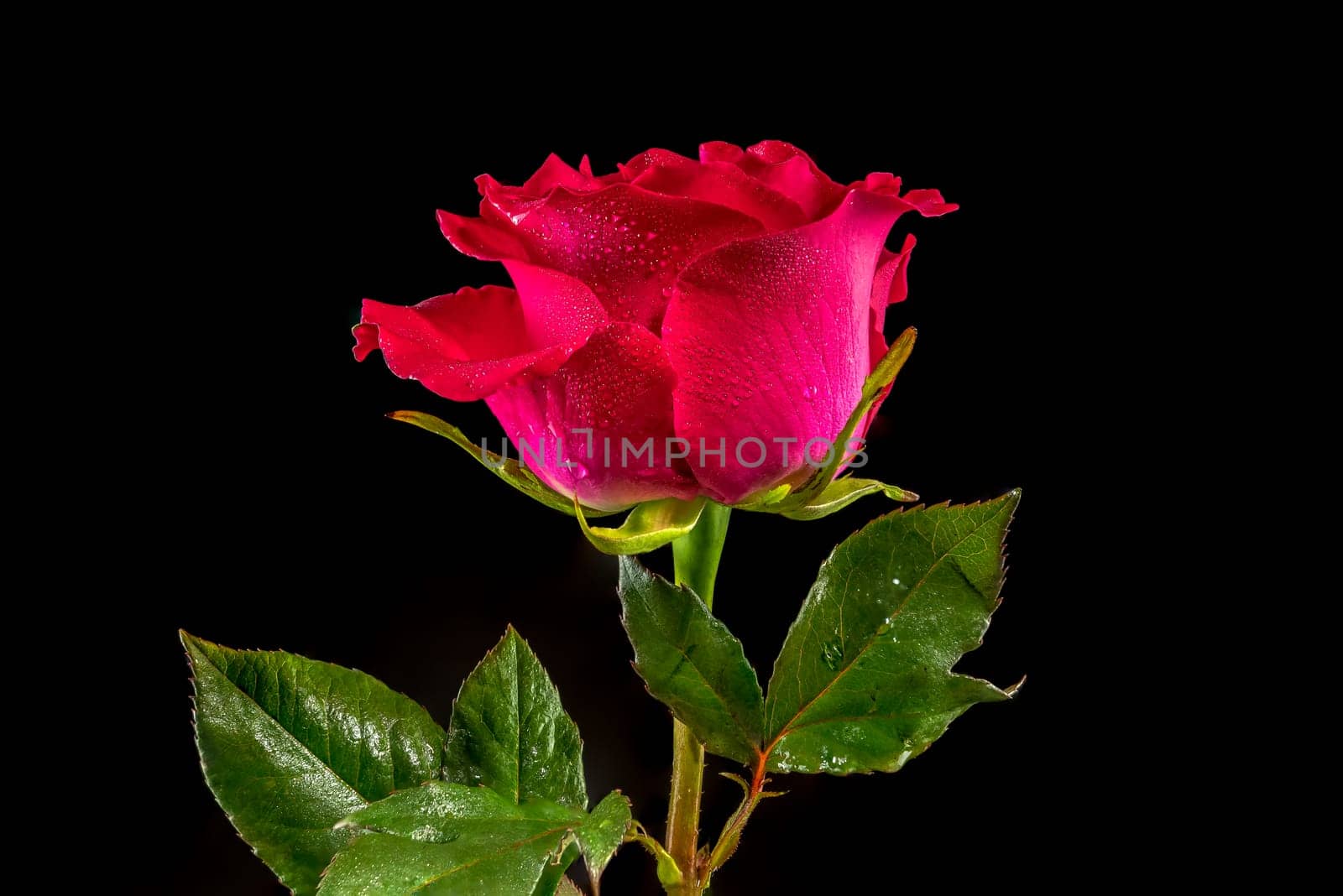 Red tea rose on a black background. Flower head close-up.