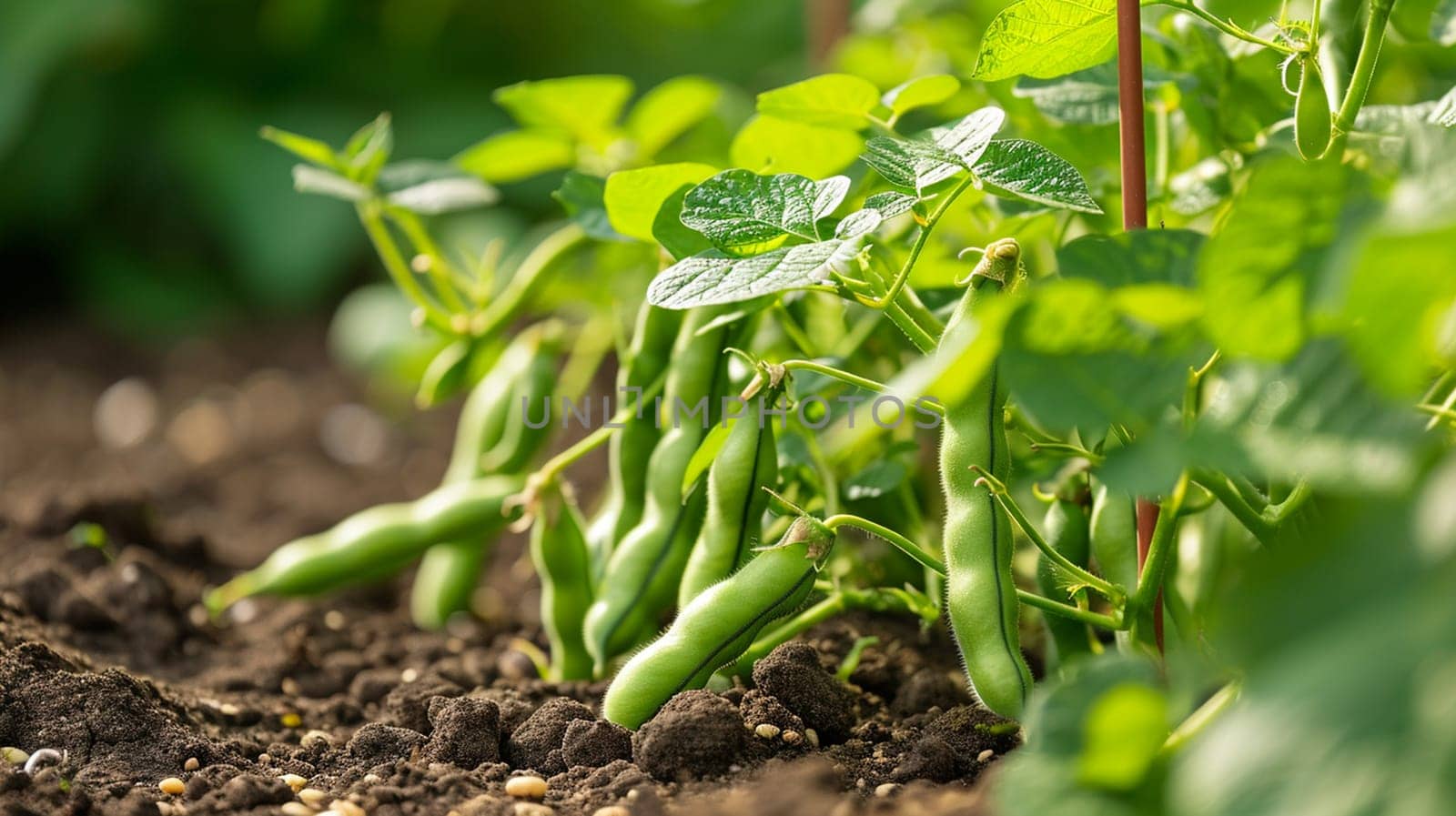 Beans growing in the garden. selective focus. Nature Generative AI,