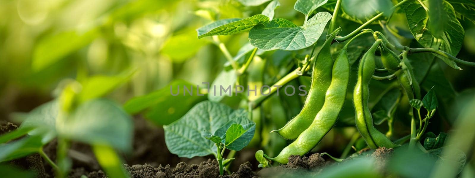 Beans growing in the garden. selective focus. Nature Generative AI,