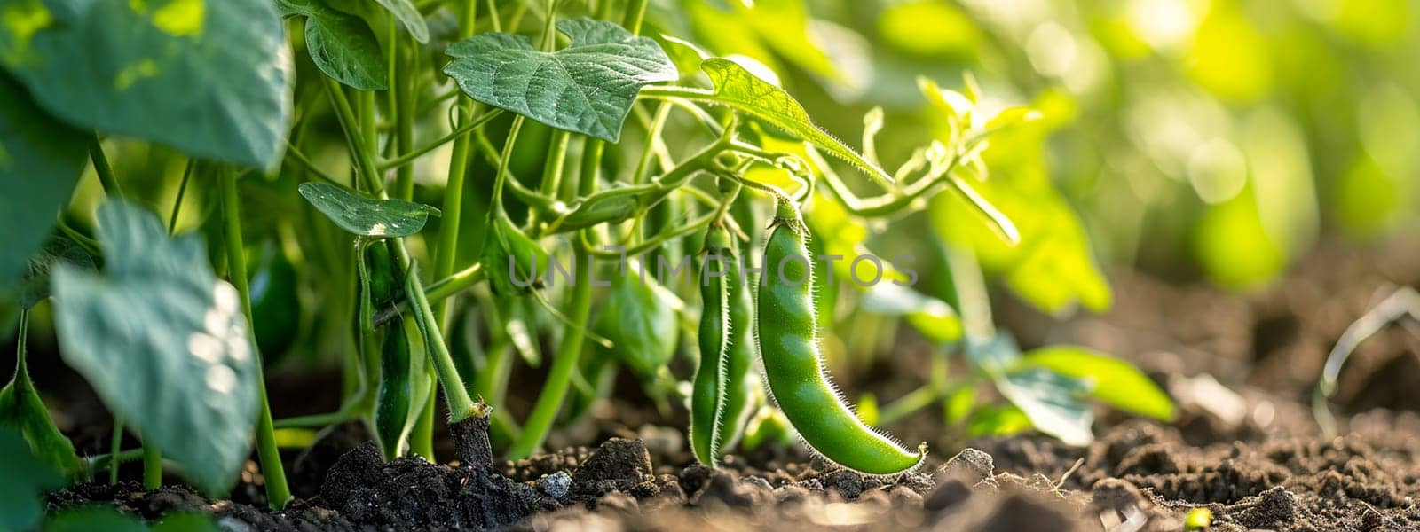 Beans growing in the garden. selective focus. Generative AI, by mila1784